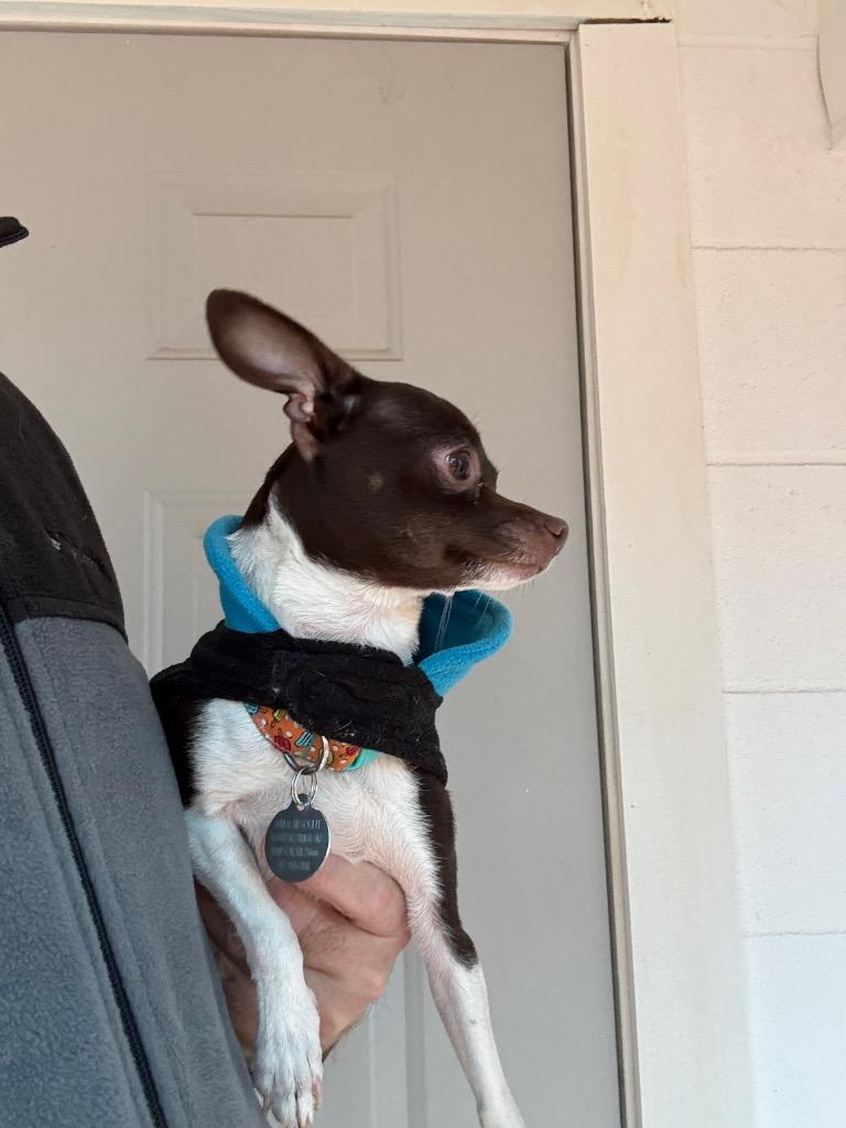 Honey, Adoptable, Adult Female Chihuahua.