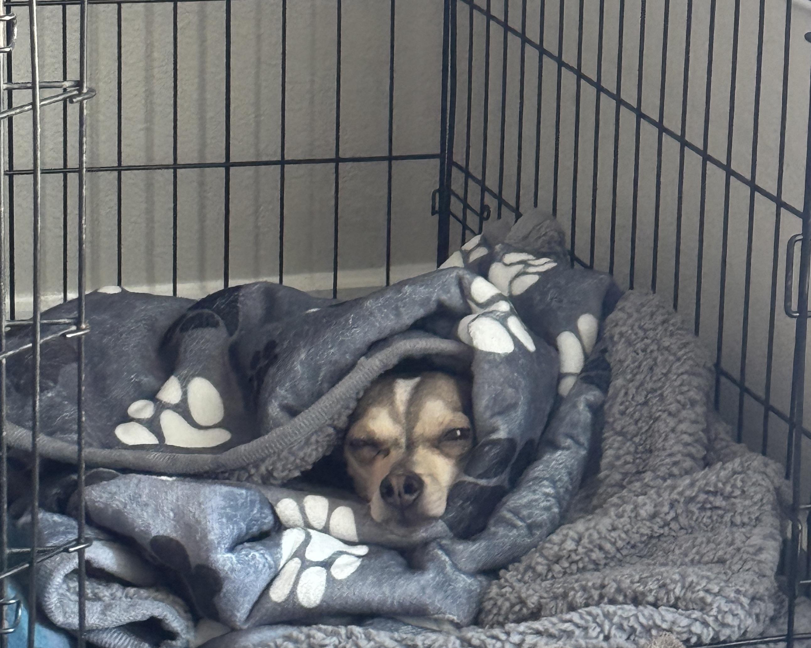 Enlarge Goodyear, a ADOPTABLE mixed breed in San Antonio, TX image 4/6