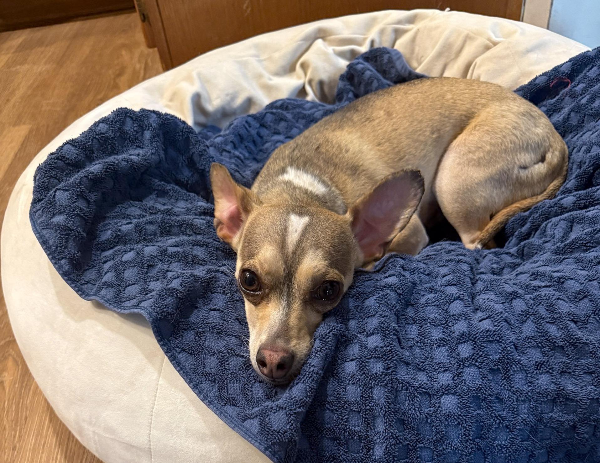 Enlarge Goodyear, a ADOPTABLE mixed breed in San Antonio, TX image 2/6