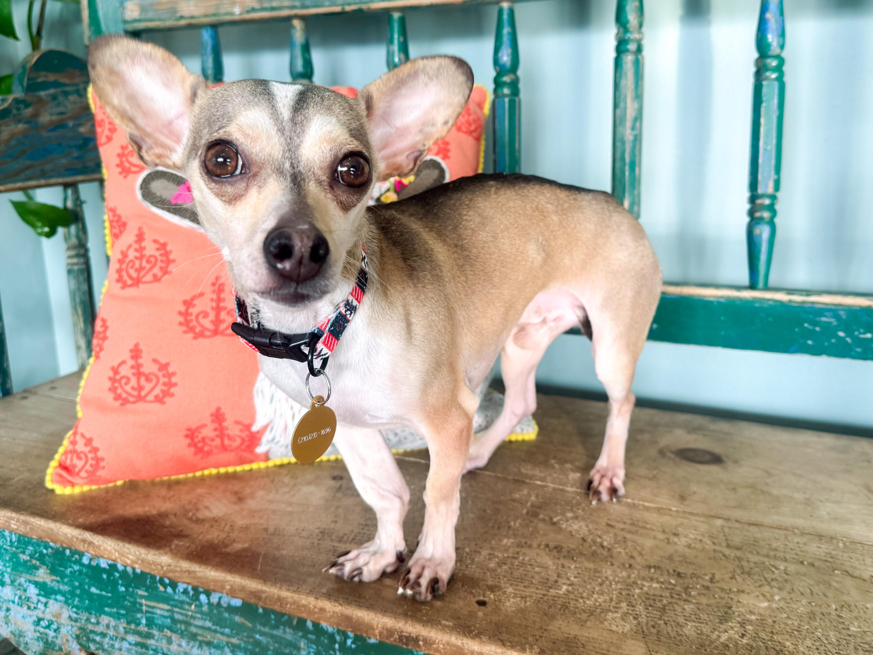 Enlarge Goodyear, a ADOPTABLE mixed breed in San Antonio, TX image 3/6