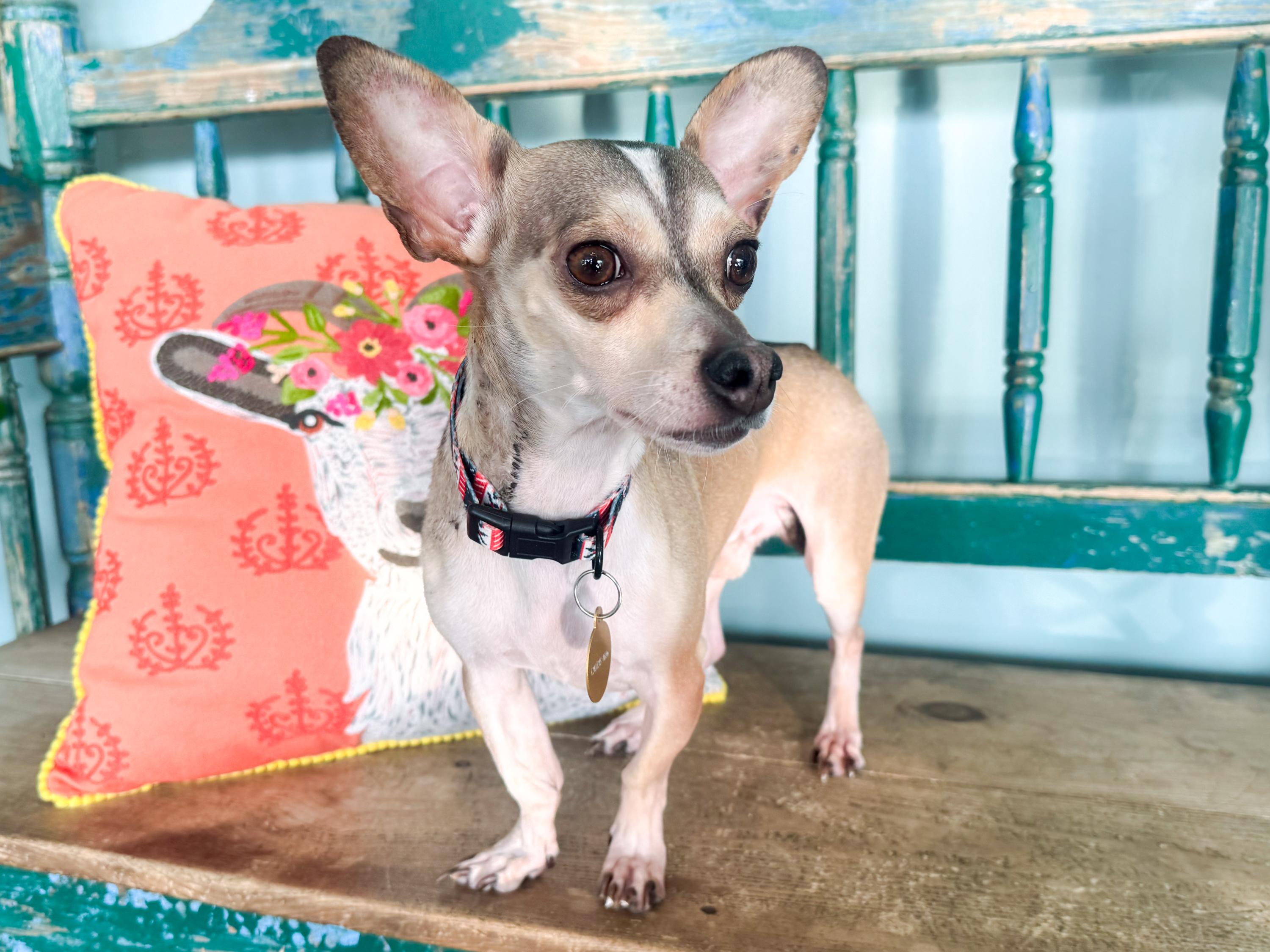 Enlarge Goodyear, a ADOPTABLE mixed breed in San Antonio, TX image 5/6