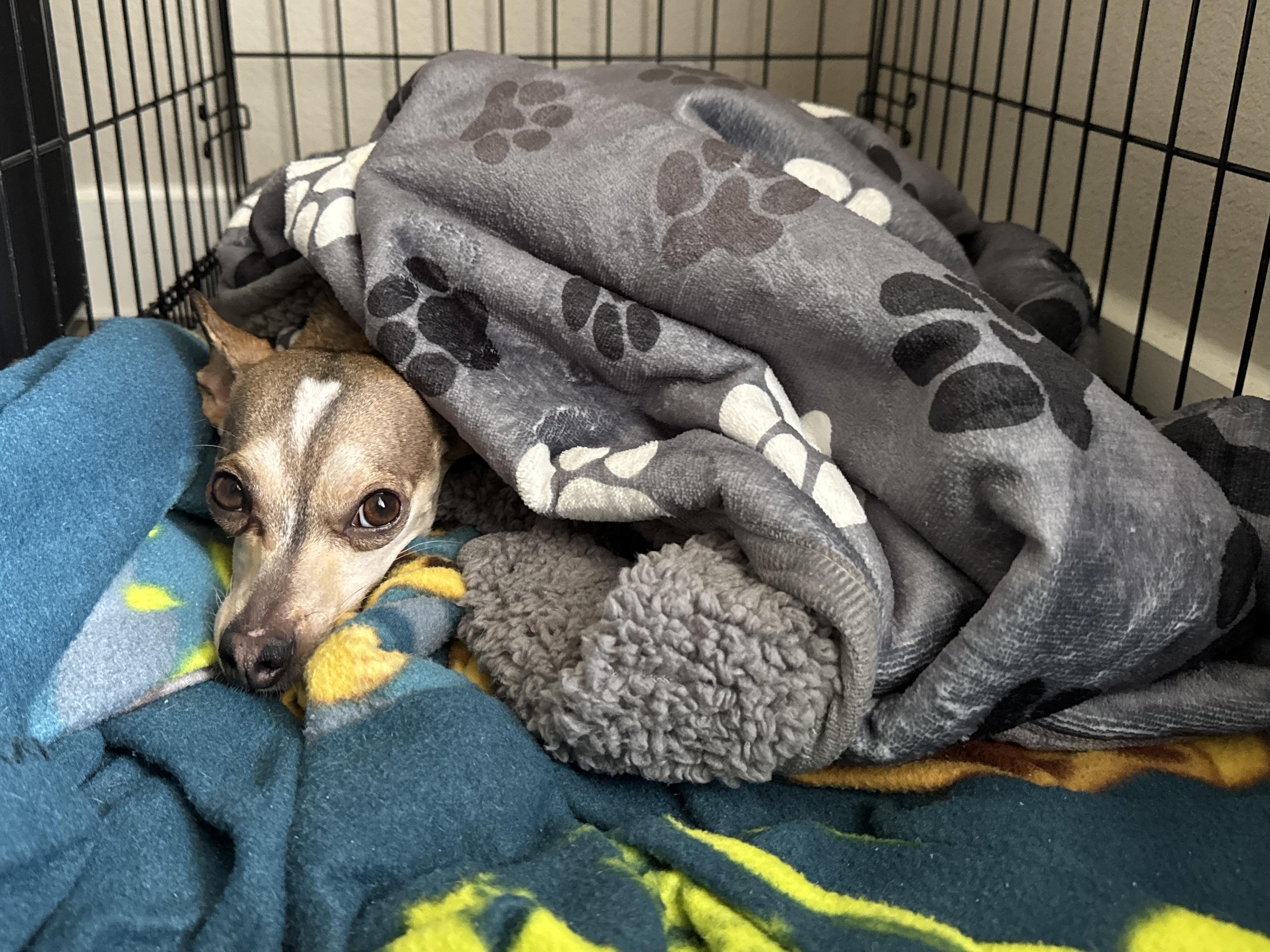 Enlarge Goodyear, a ADOPTABLE mixed breed in San Antonio, TX image 2/6