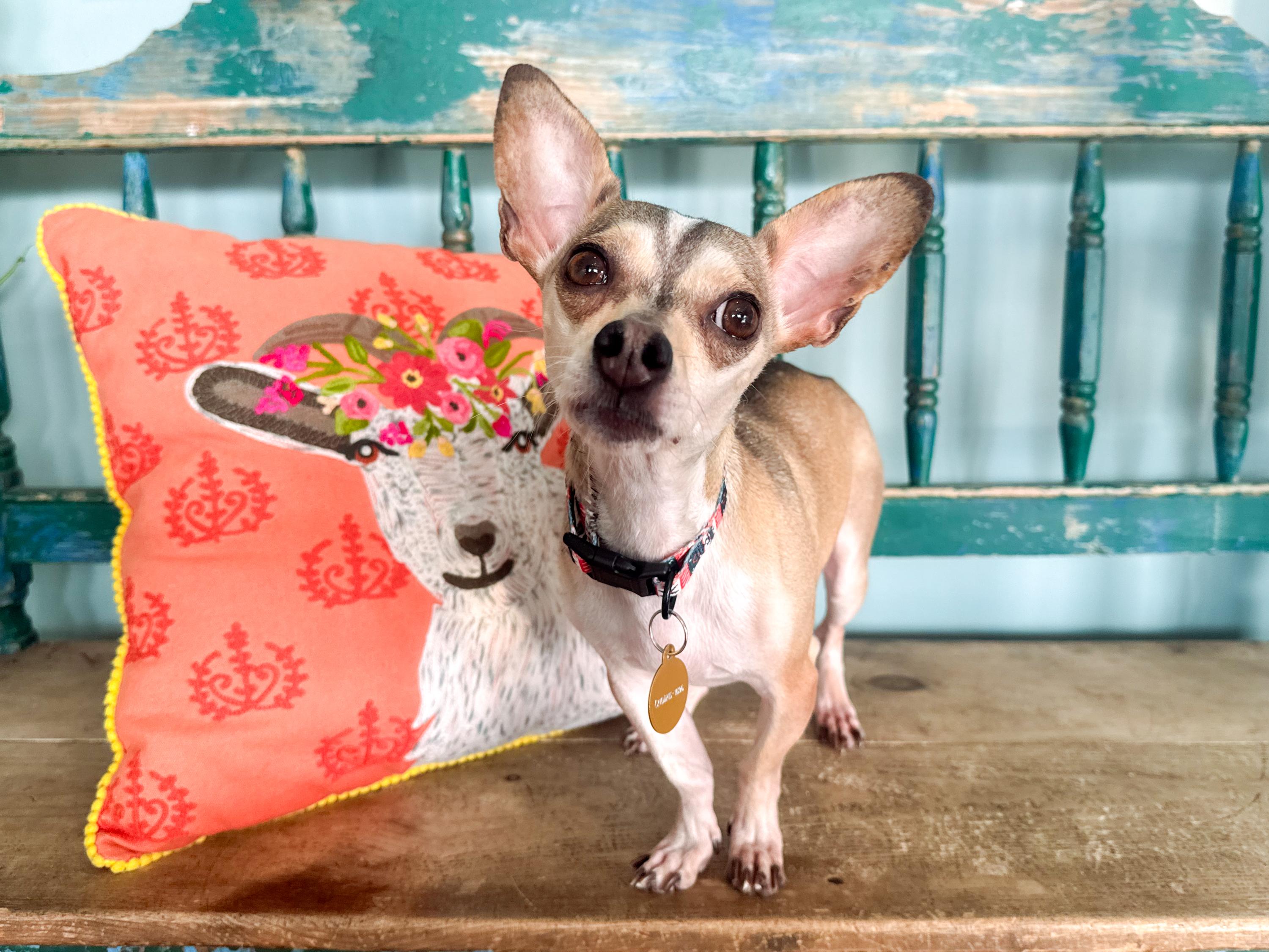 Goodyear, ADOPTABLE, Young Male Chihuahua.