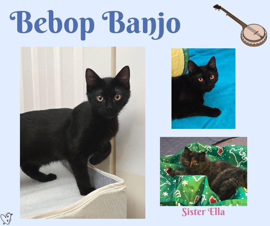 Enlarge Bebop Banjo, an adopted Domestic Short Hair in Trophy Club, TX image 3/4