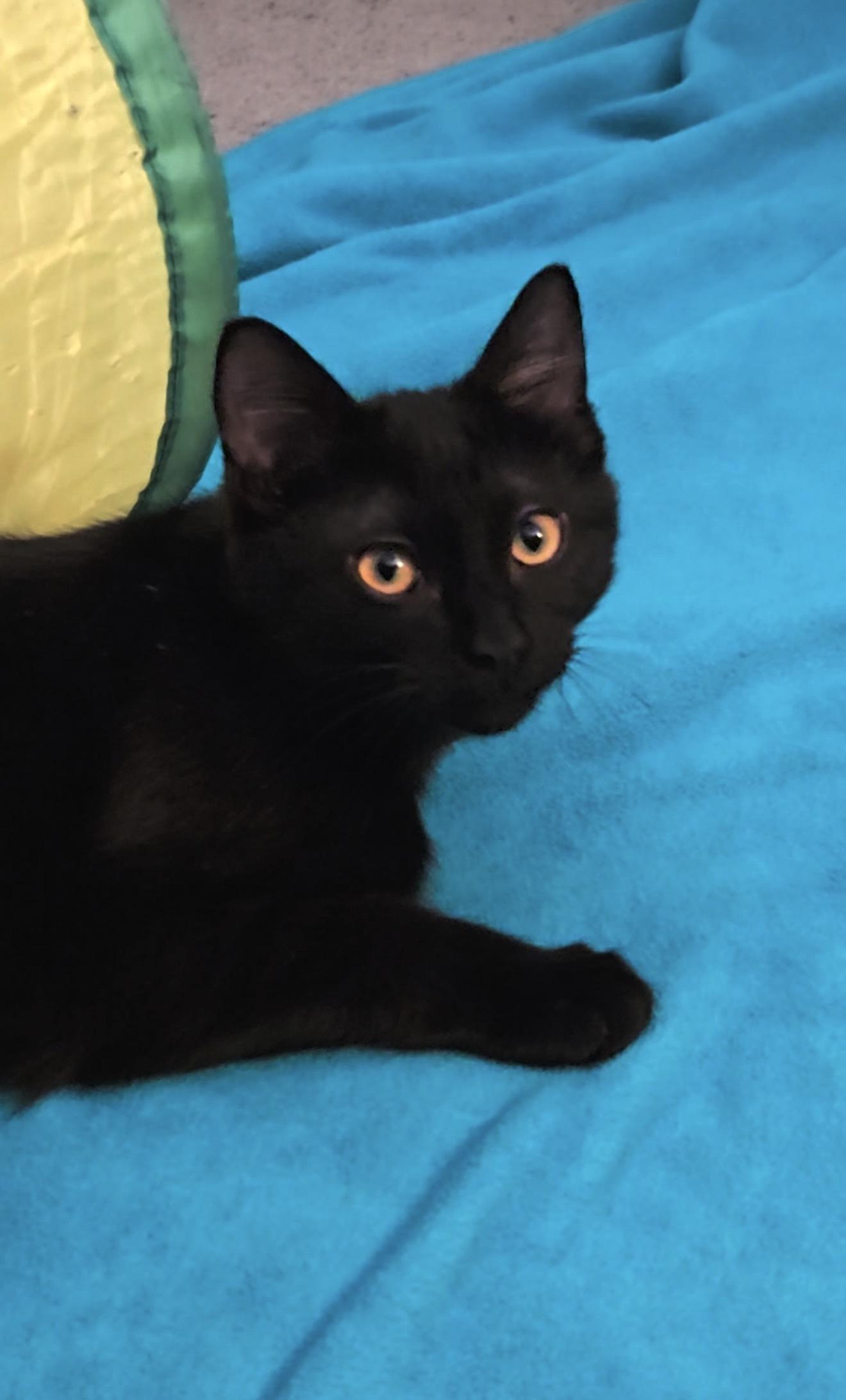 Enlarge Bebop Banjo, an adopted Domestic Short Hair in Trophy Club, TX image 2/4