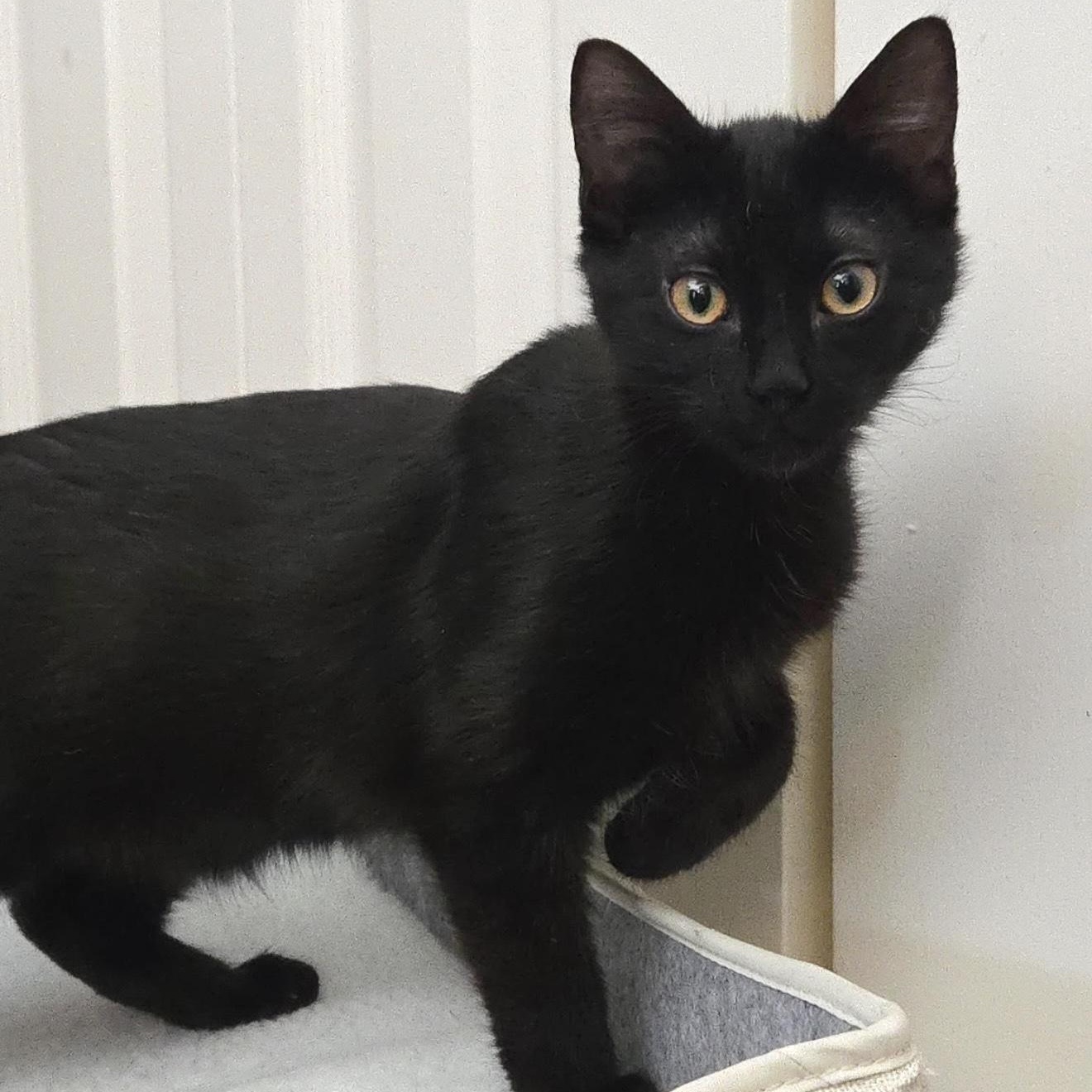 Enlarge Bebop Banjo, an adopted Domestic Short Hair in Trophy Club, TX image 1/4
