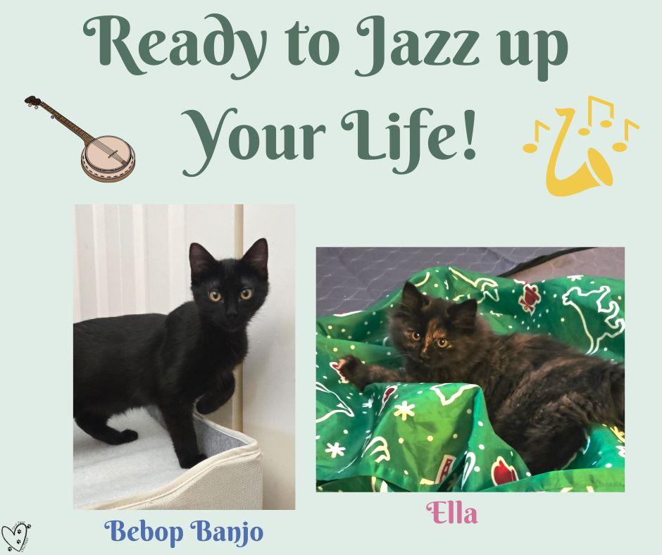 Enlarge Bebop Banjo, an adopted Domestic Short Hair in Trophy Club, TX image 4/4