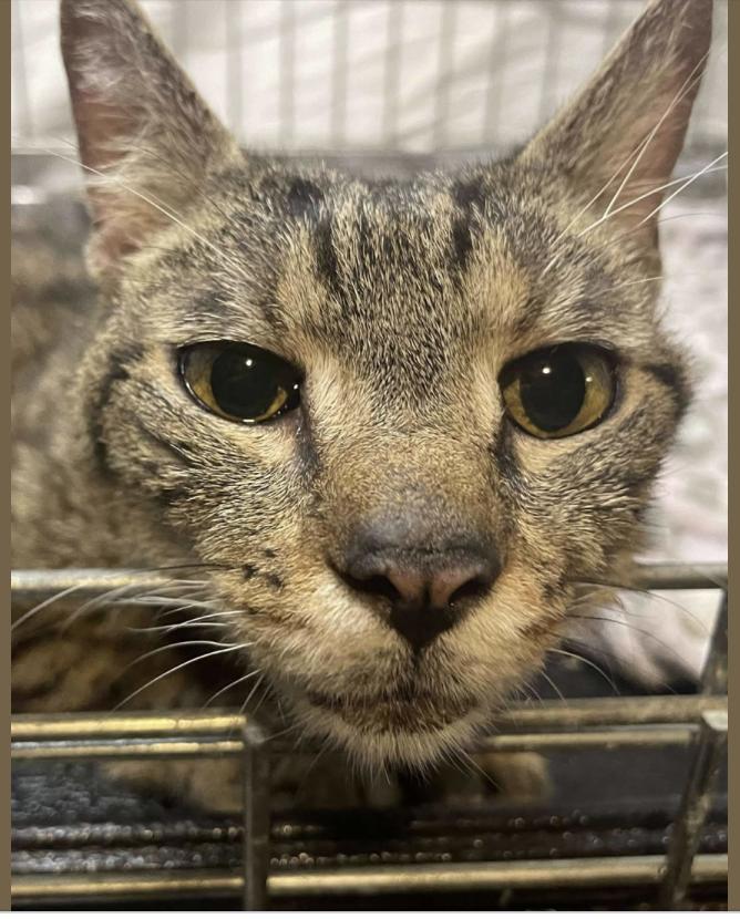 Nova, Adoptable, Adult Male Domestic Short Hair.