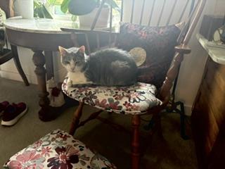 Enlarge BROOKS, a Adoptable Domestic Short Hair in Derwood, MD image 1/1