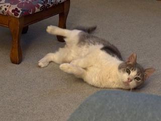 BROOKS, Adoptable, Senior Male Domestic Short Hair.