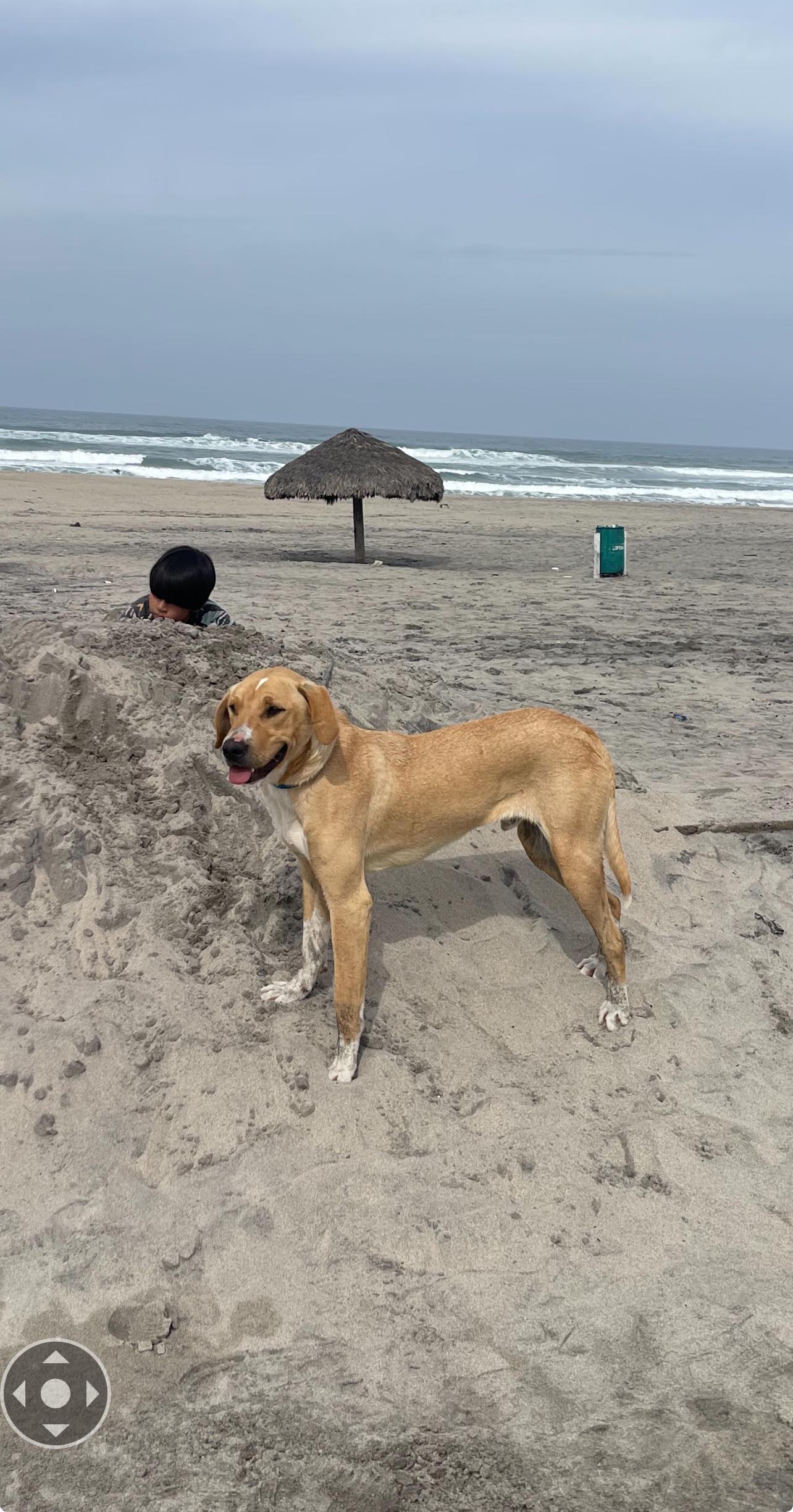 Bo, Adoptable, Adult Male Rhodesian Ridgeback.