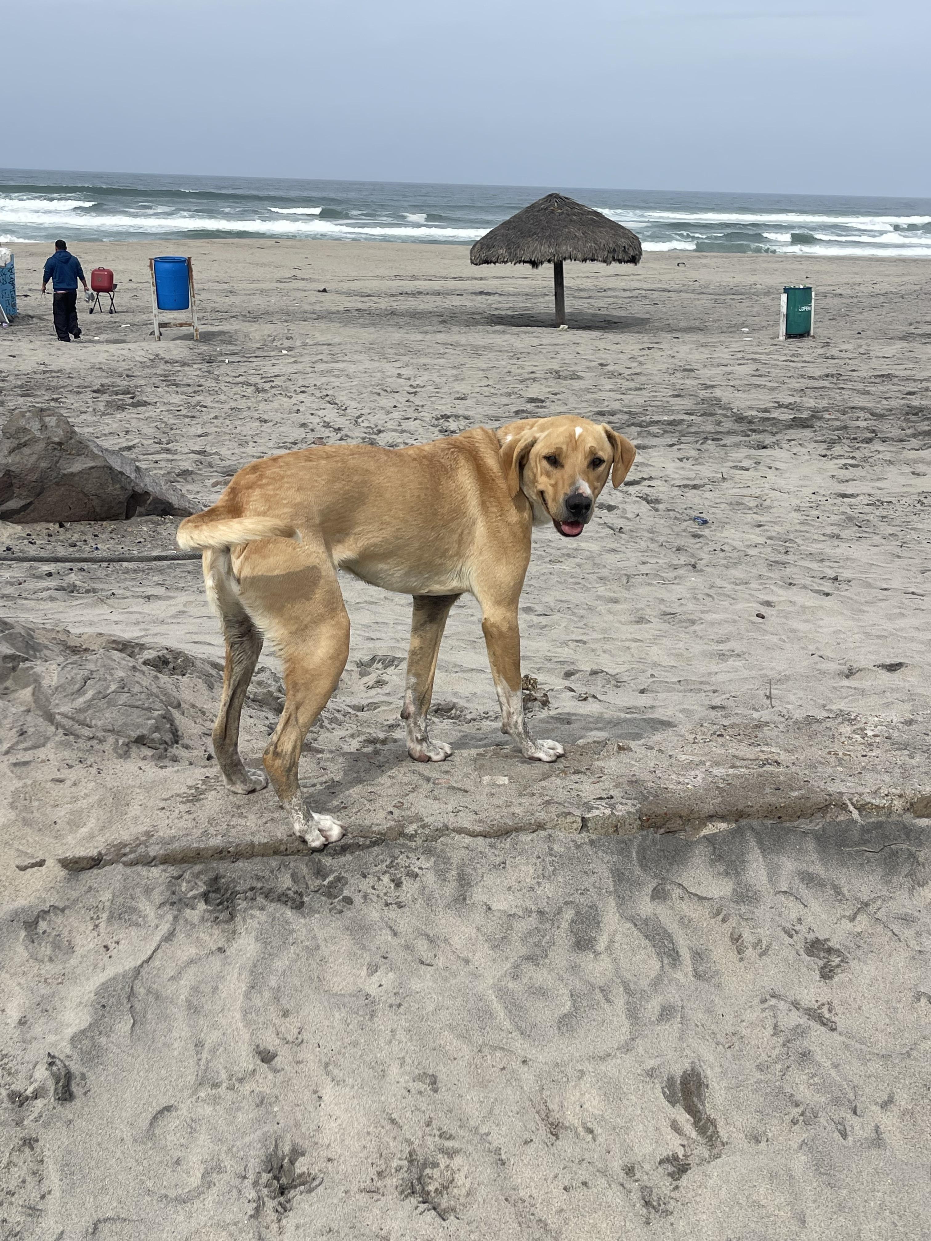 Bo, a Adoptable mixed breed in Chula Vista, CA image 2/6
