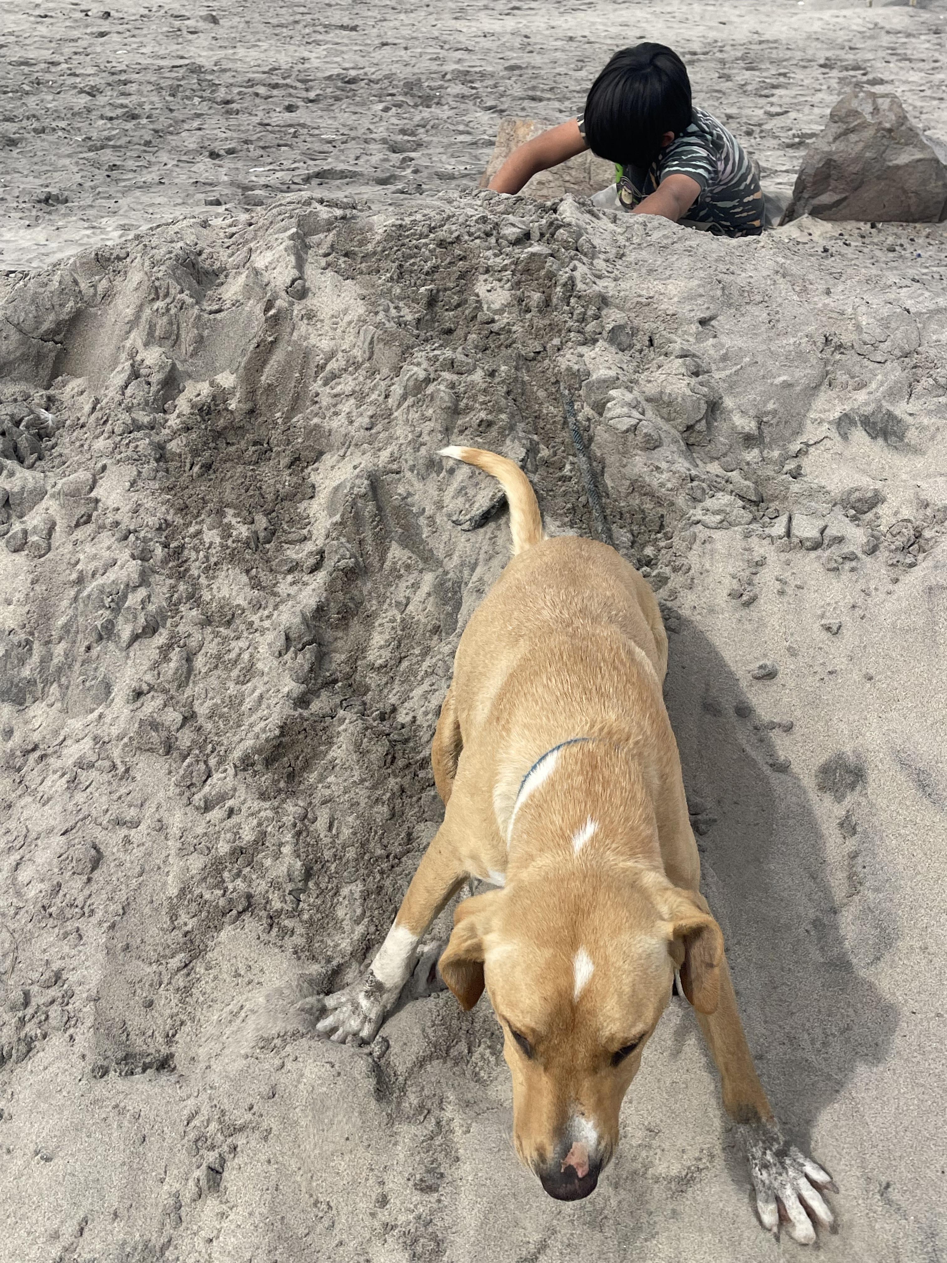 Bo, a Adoptable mixed breed in Chula Vista, CA image 3/6