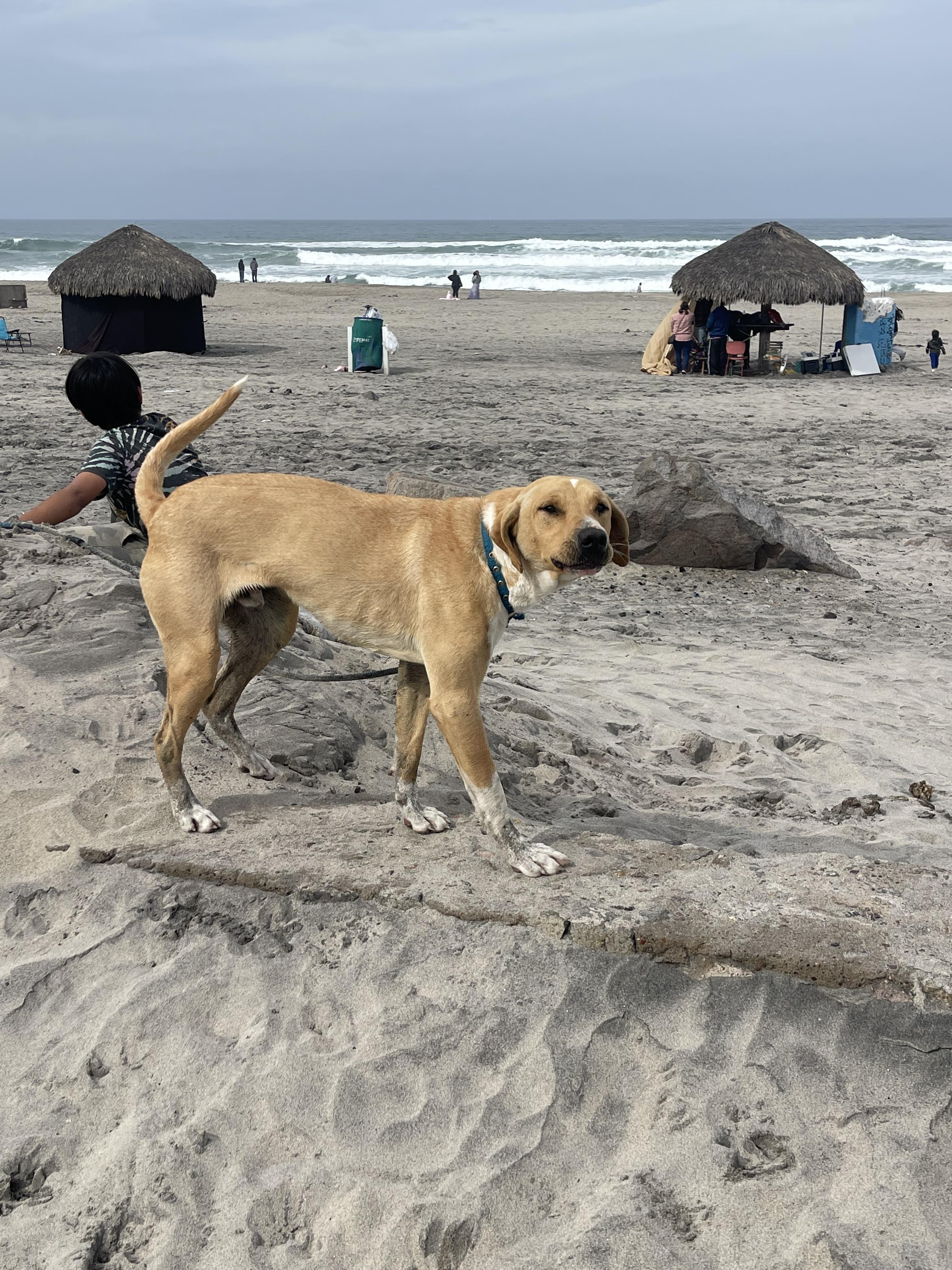 Bo, a Adoptable mixed breed in Chula Vista, CA image 4/6