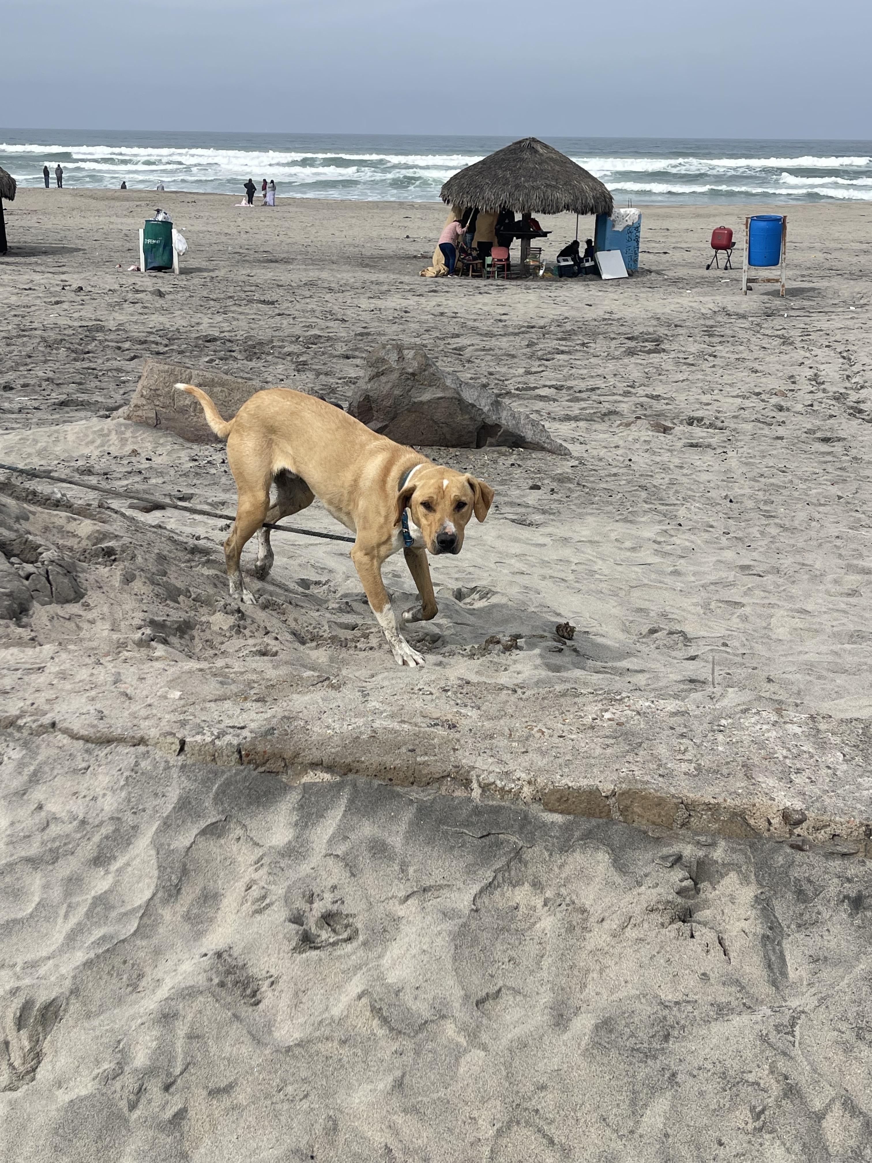 Bo, Adoptable, Adult Male Rhodesian Ridgeback.