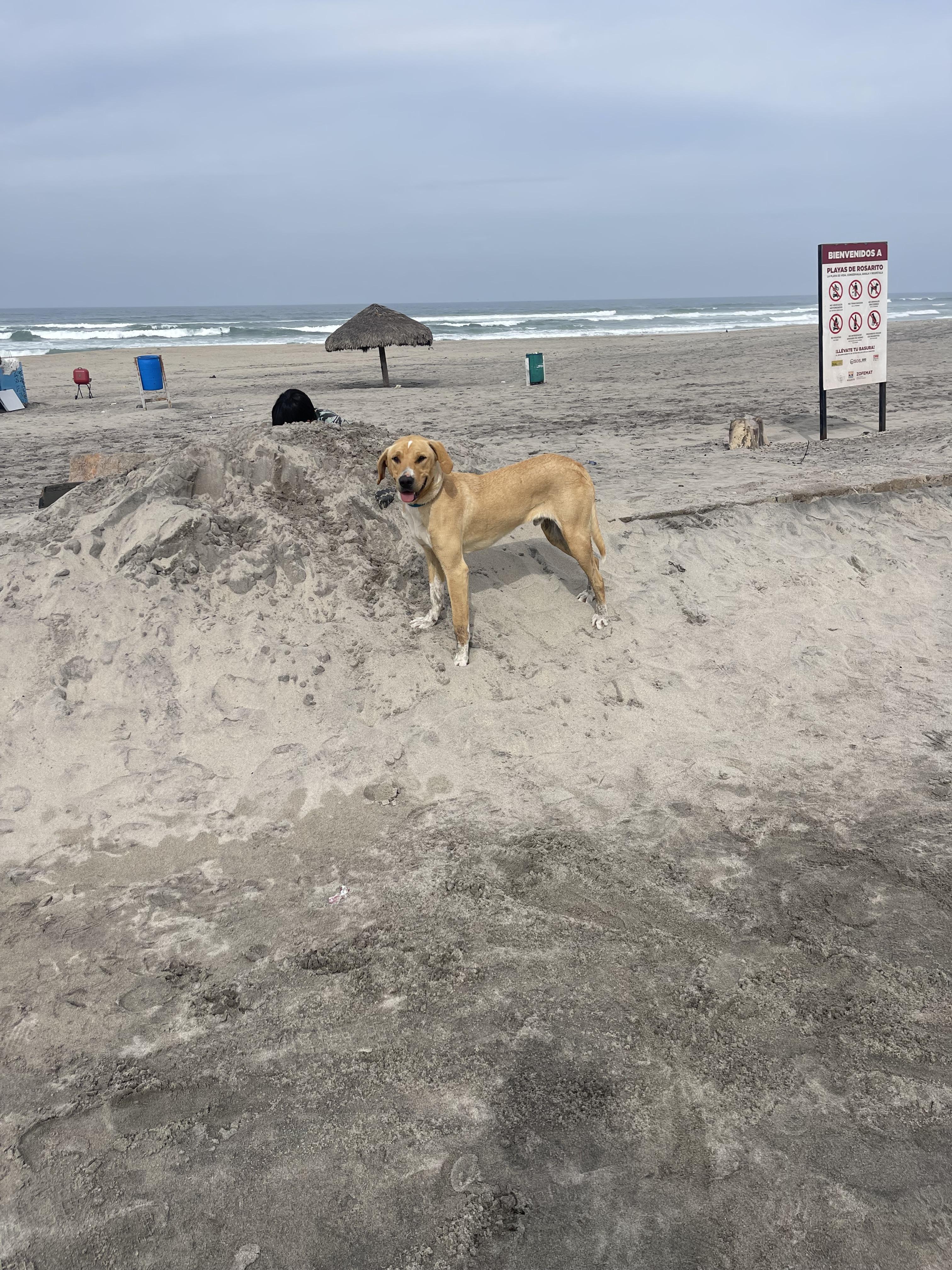 Bo, a Adoptable mixed breed in Chula Vista, CA image 6/6