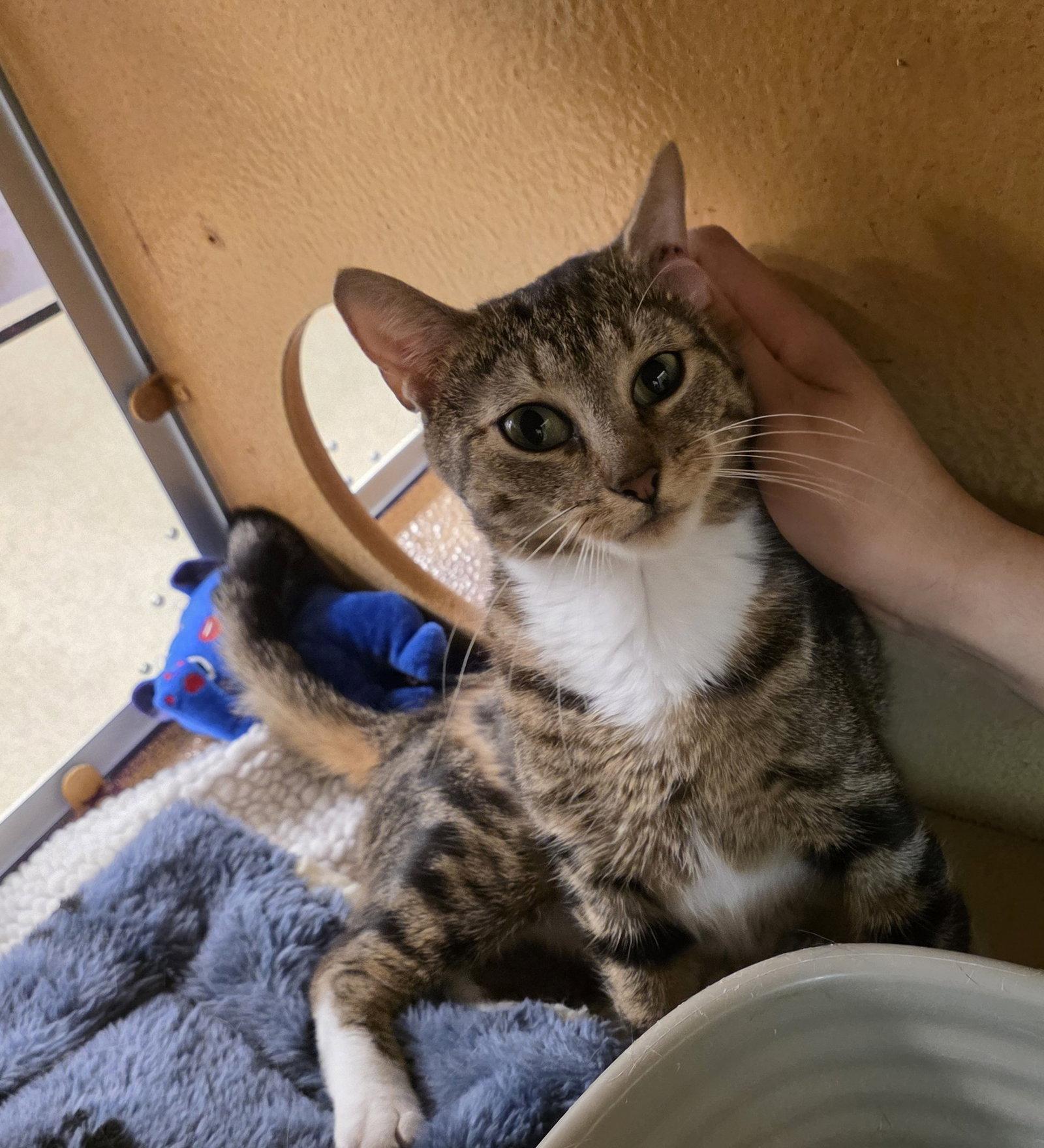 Norma Jean (FCID# 04/16/2026 - 49 Glen Mills PS), a Adopted Domestic Short Hair in Greenville, DE image 1/3