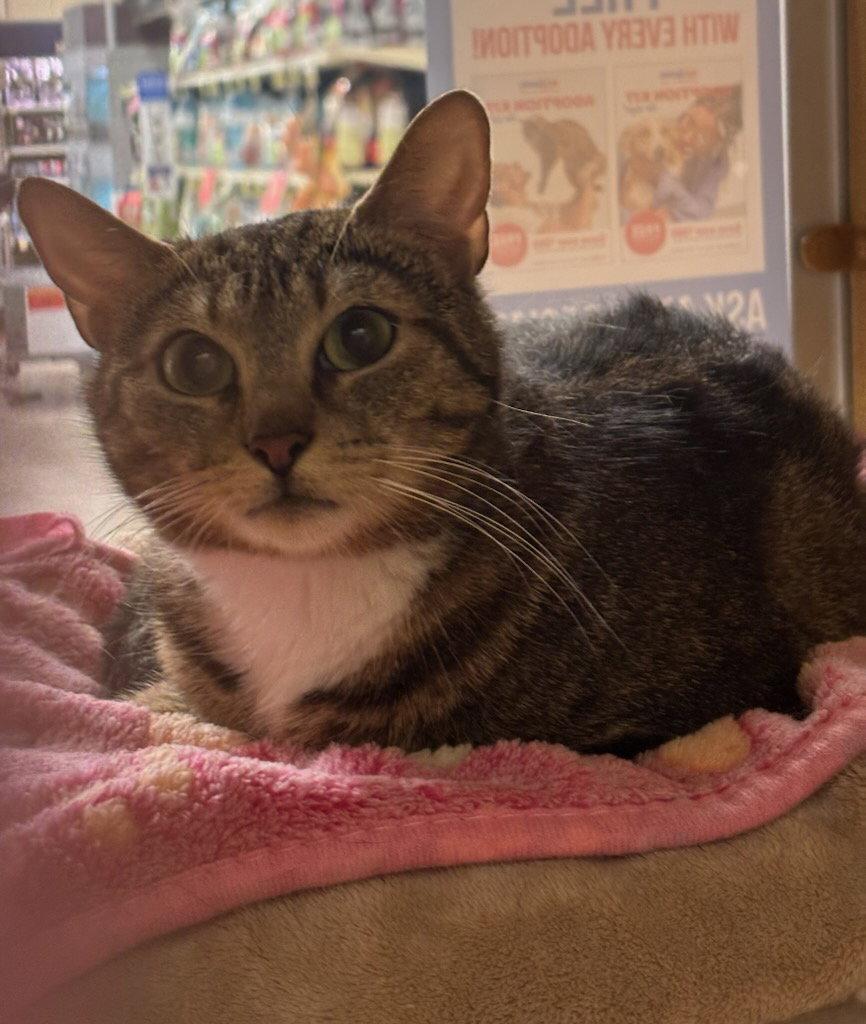 Norma Jean (FCID# 04/16/2026 - 49 Glen Mills PS), a Adopted Domestic Short Hair in Greenville, DE image 2/3