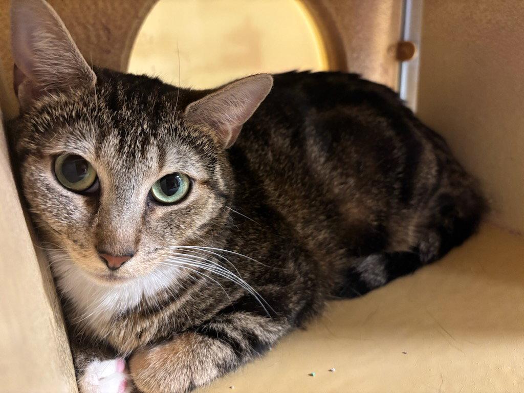 Norma Jean (FCID# 04/16/2026 - 49 Glen Mills PS), a Adopted Domestic Short Hair in Greenville, DE image 3/3