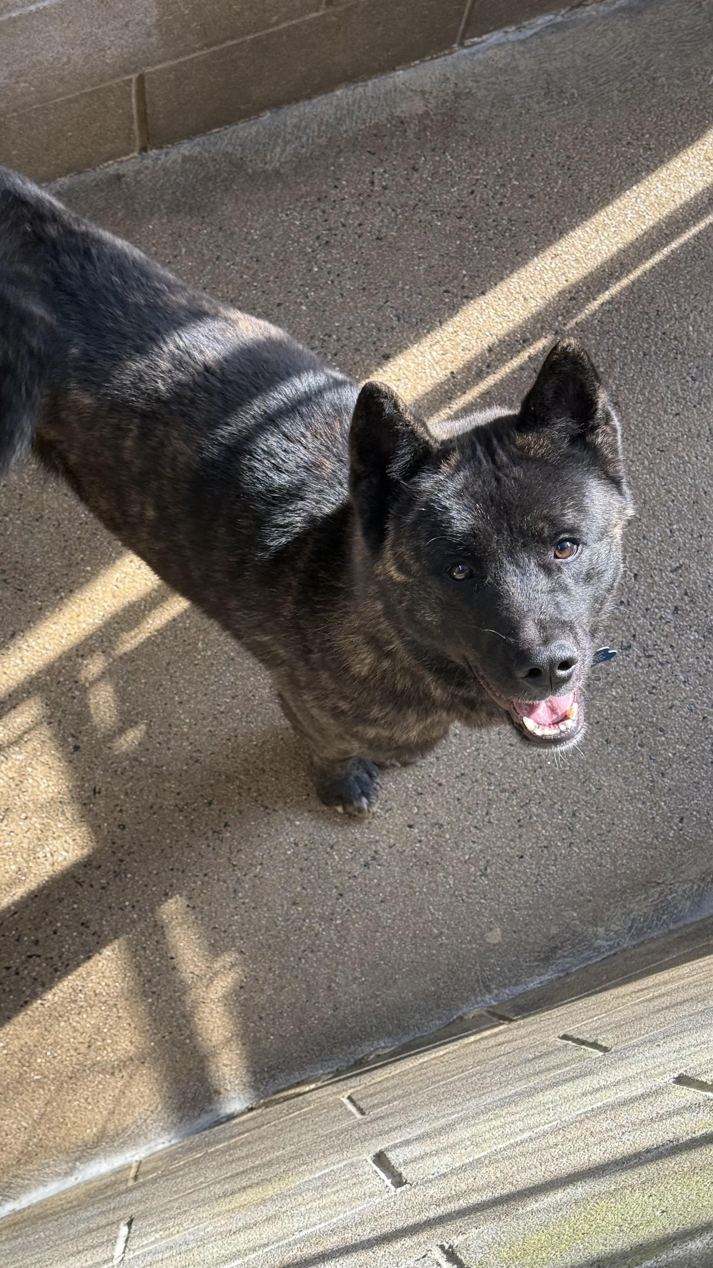Zeke, Adoptable, Young Male Akita.