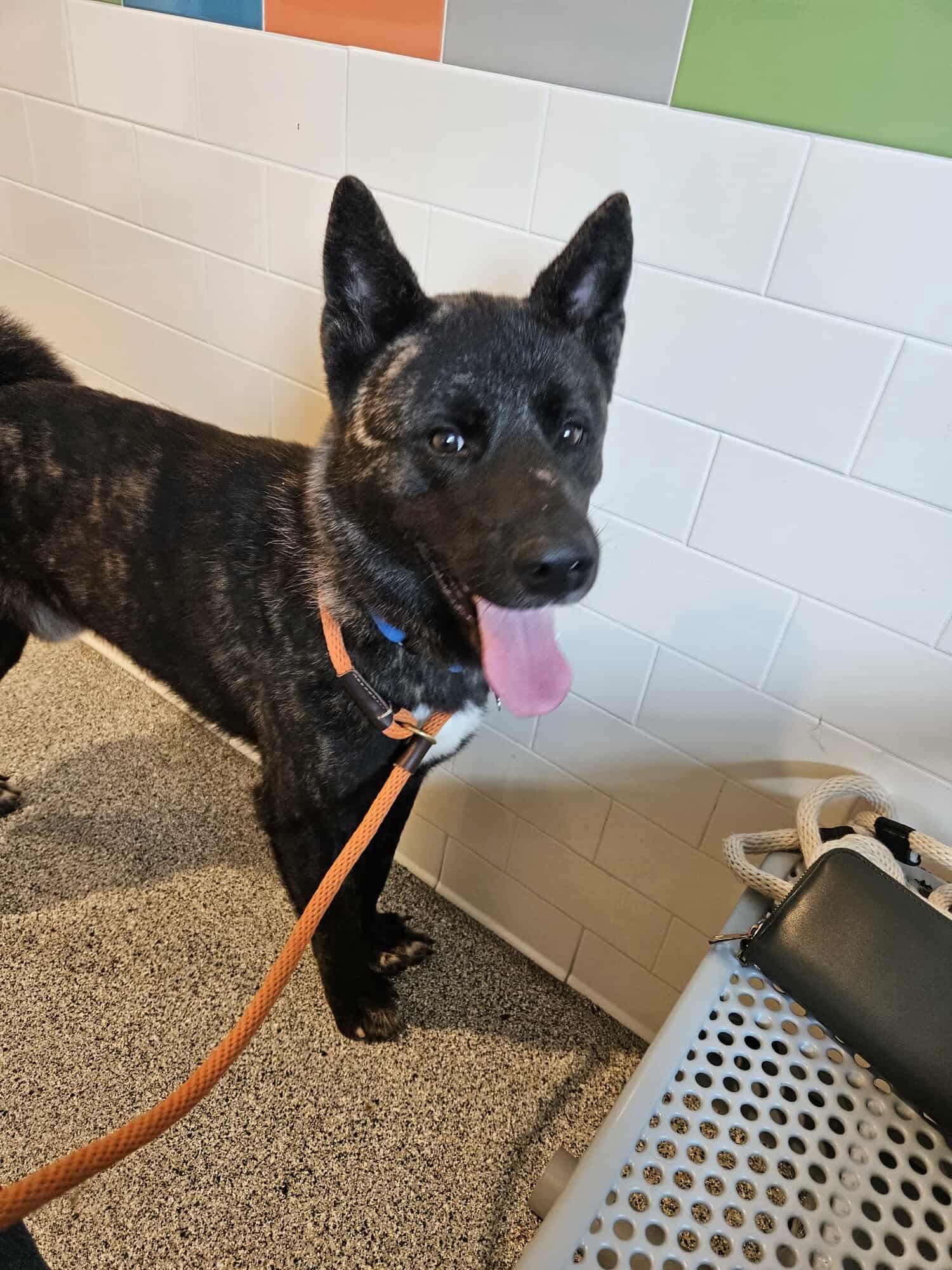 Zeke, Adoptable, Young Male Akita.