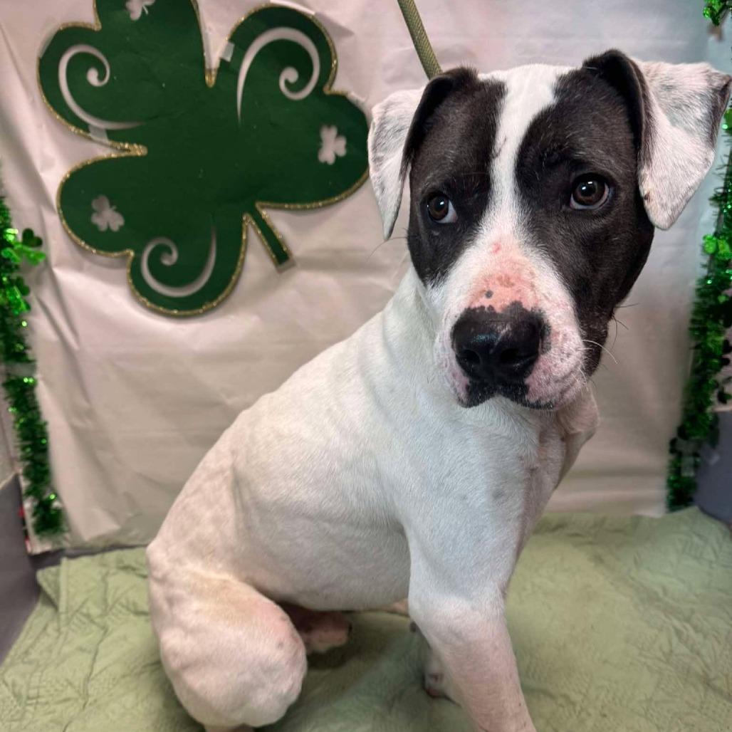 Enlarge Squanchy, a Adoptable Mixed Breed in Beckley, WV image 1/1
