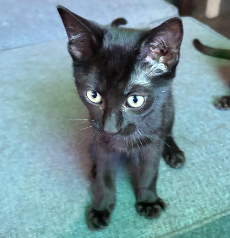 Enlarge JS kitten 4, a Adoptable Domestic Short Hair in Redlands, CA image 1/1