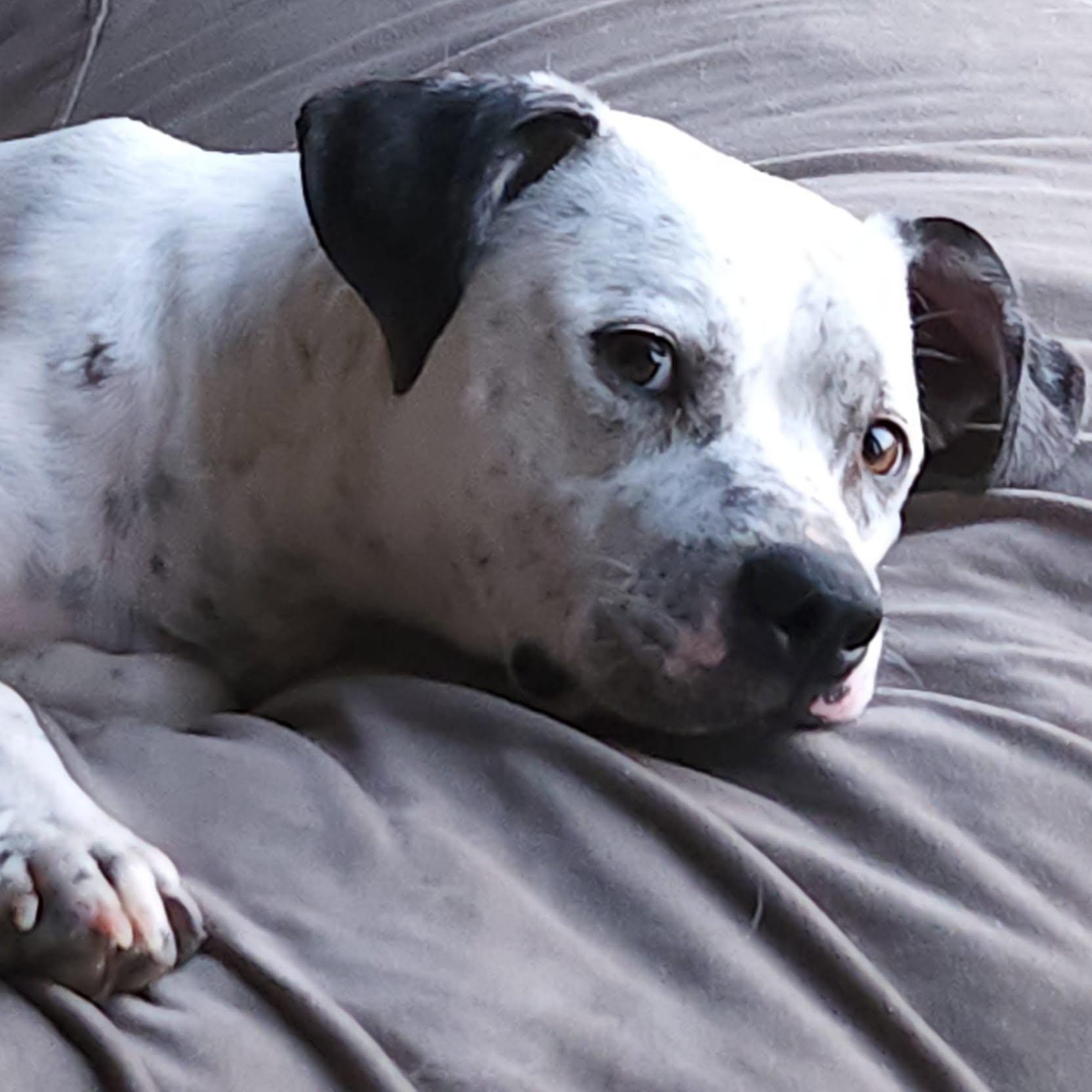 Enlarge Bart, a ADOPTABLE mixed breed in Mounds, OK image 3/4