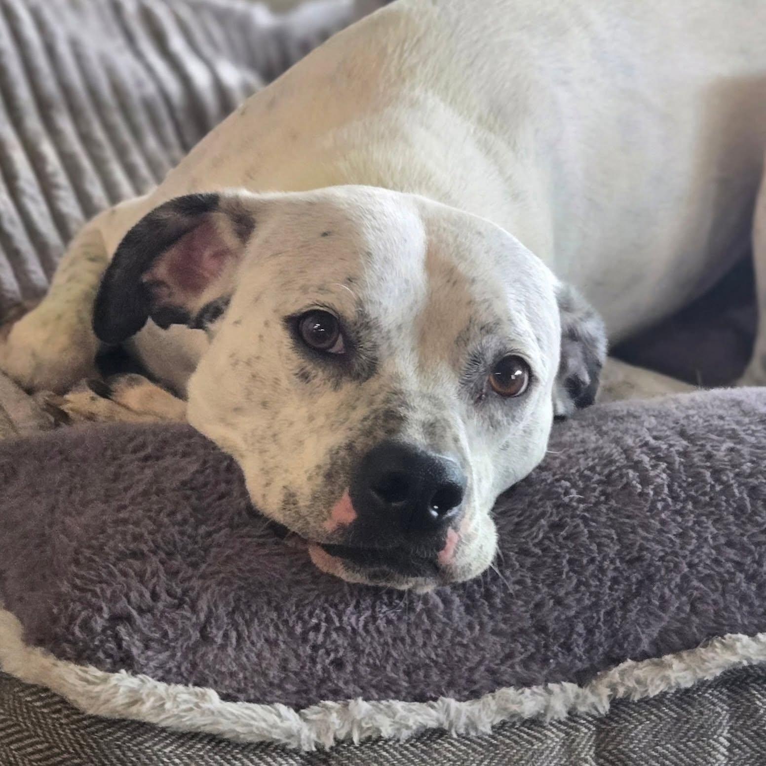 Enlarge Bart, a ADOPTABLE mixed breed in Mounds, OK image 4/4