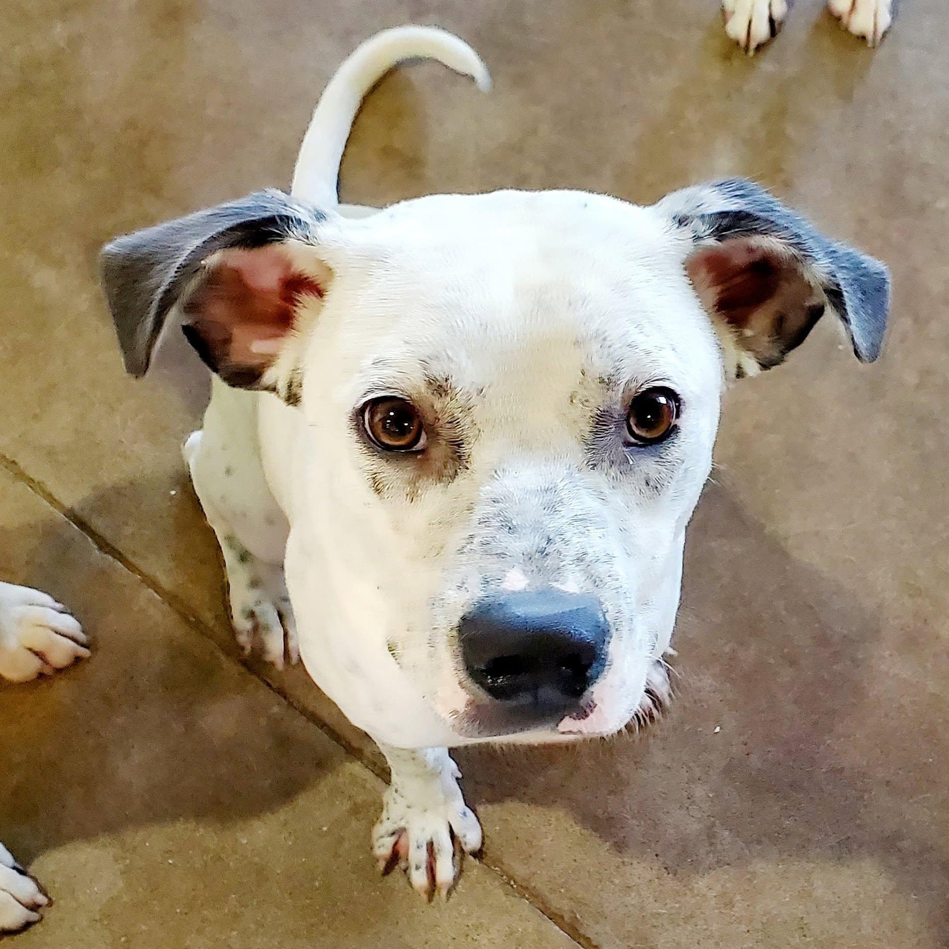 Enlarge Bart, a ADOPTABLE mixed breed in Mounds, OK image 2/4