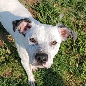 Bart, ADOPTABLE, Adult Male Pit Bull Terrier.