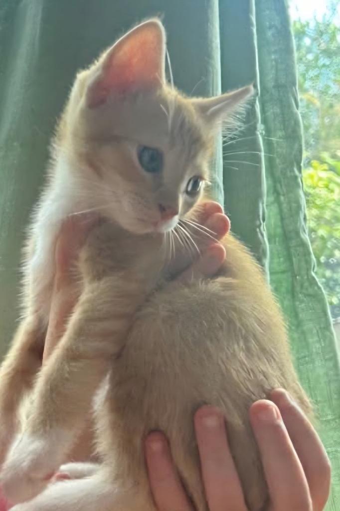 Socks, Adopted, Kitten Male Domestic Short Hair.