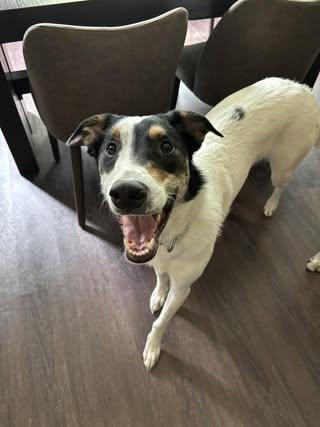 Walter, a Adoptable mixed breed in Watertown, WI image 6/6