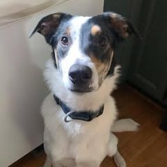 Walter, a Adoptable mixed breed in Watertown, WI image 3/6