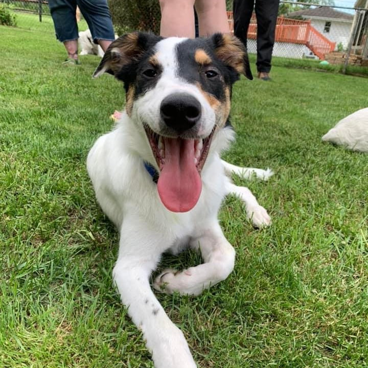 Walter, Young Male Collie