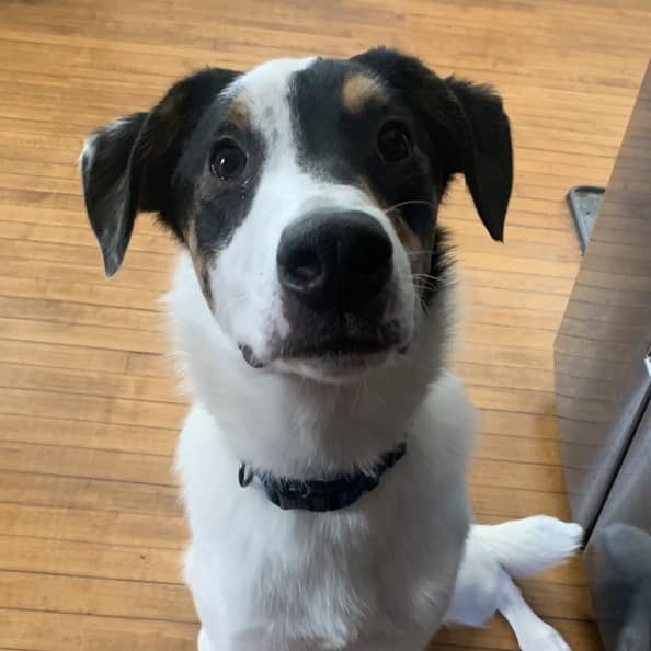 Walter, an adoptable Collie, Mixed Breed in Watertown, WI, 53094 | Photo Image 3