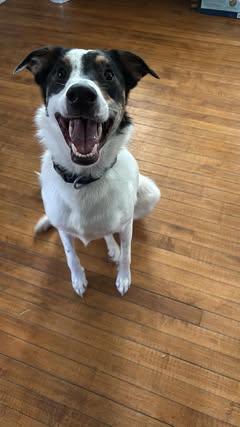 Walter, an adoptable Collie, Mixed Breed in Watertown, WI, 53094 | Photo Image 1