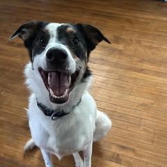 Walter, a Adoptable mixed breed in Watertown, WI image 2/6