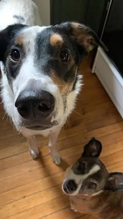 Walter, an adoptable Collie, Mixed Breed in Watertown, WI, 53094 | Photo Image 4