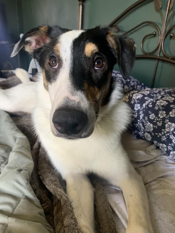 Walter, an adoptable Collie, Mixed Breed in Watertown, WI, 53094 | Photo Image 5