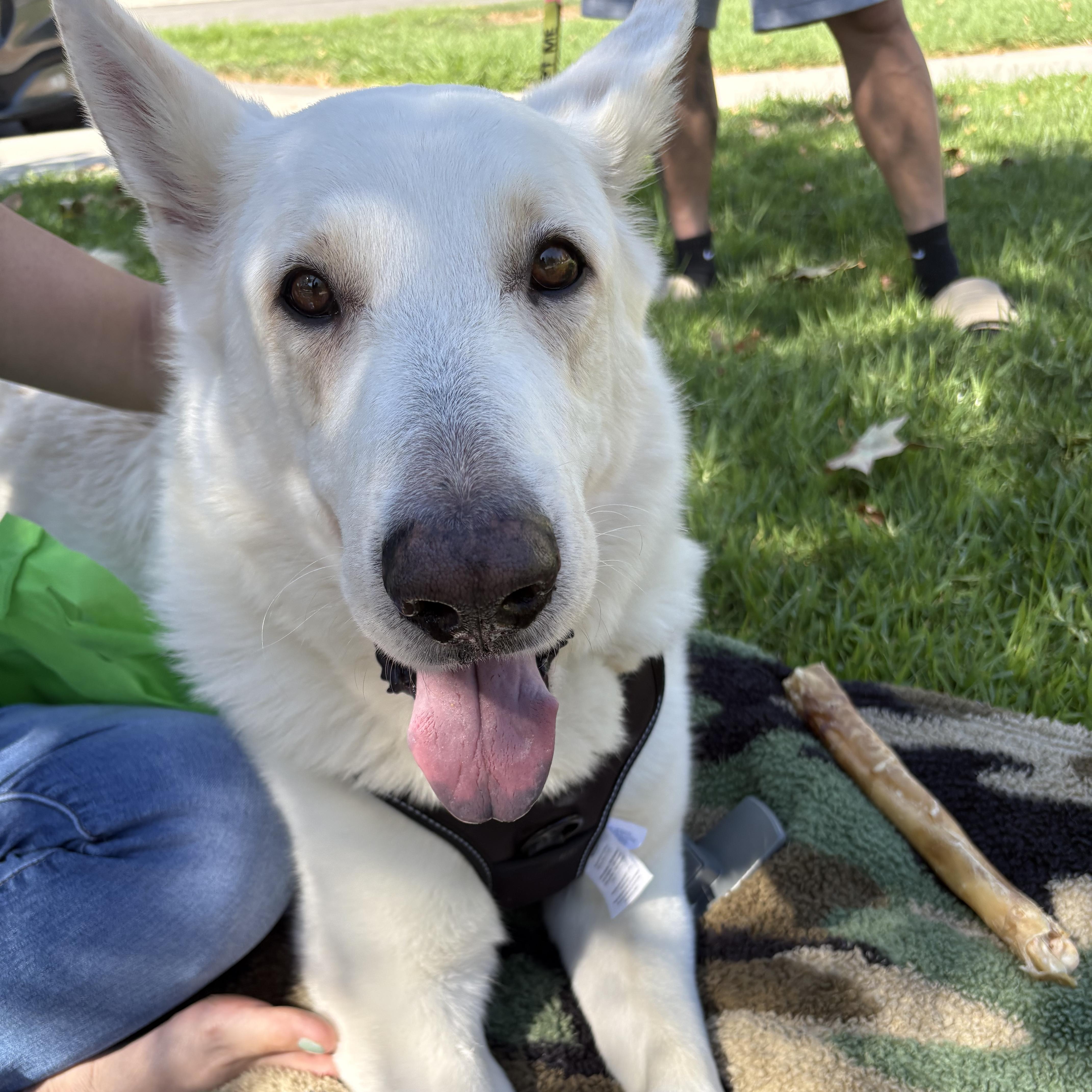 Enlarge Otto, a Adoptable mixed breed in San Rafael, CA image 1/6