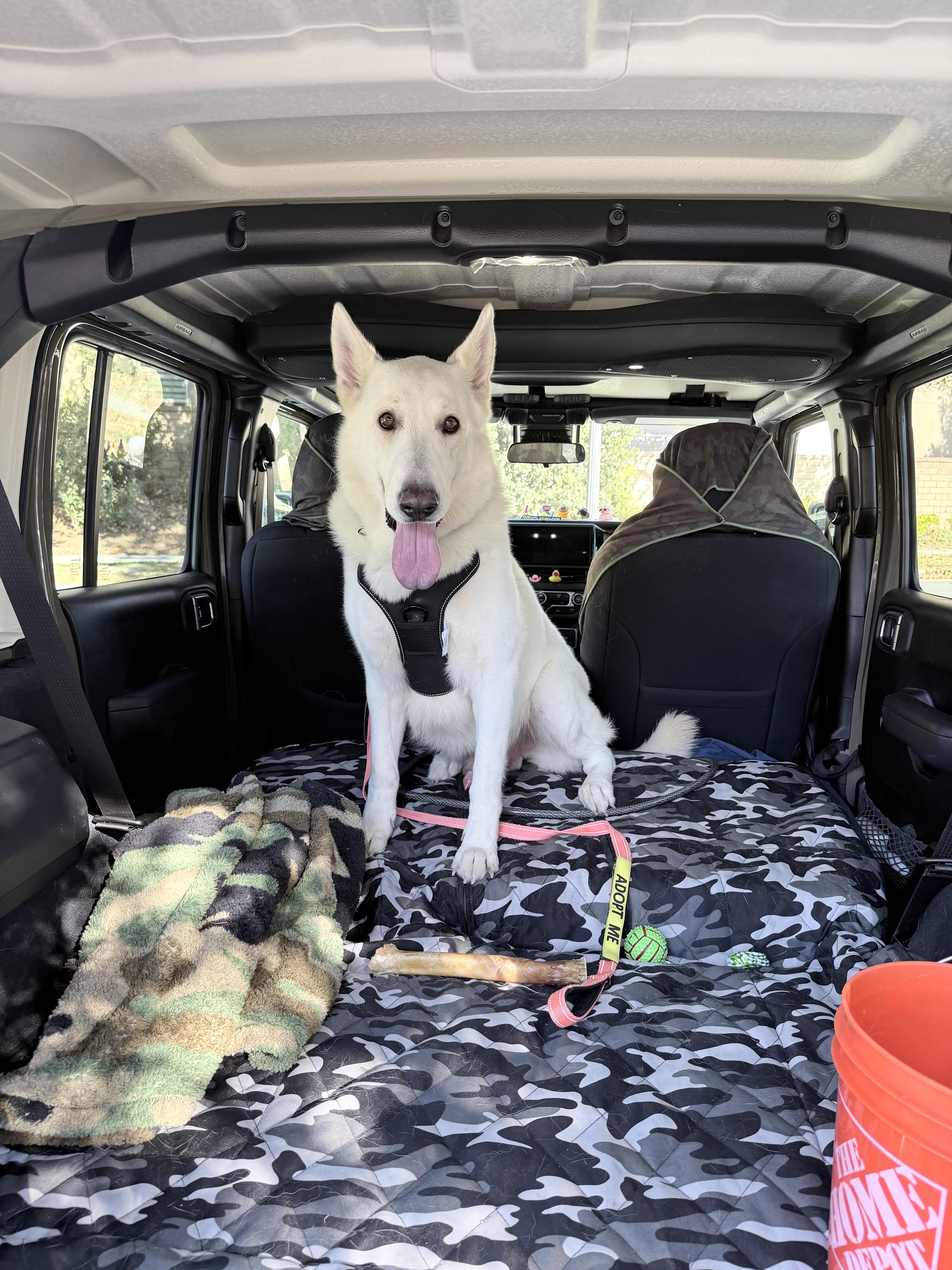 Enlarge Otto, a Adoptable mixed breed in San Rafael, CA image 5/6