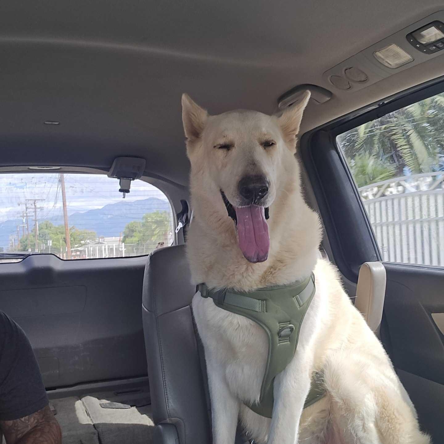 Enlarge Otto, a Adoptable mixed breed in San Rafael, CA image 6/6