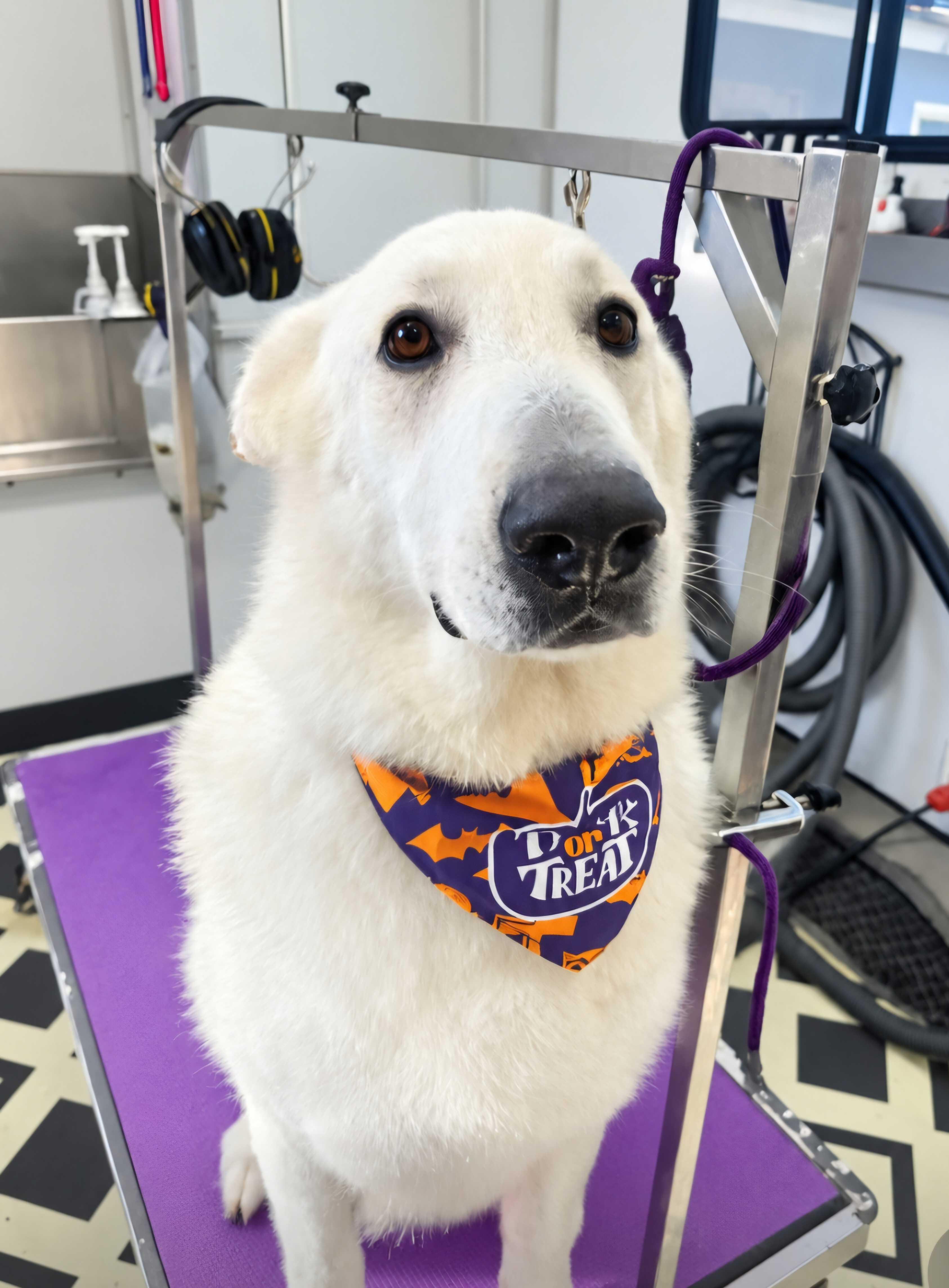 Enlarge Otto, a Adoptable mixed breed in San Rafael, CA image 3/6