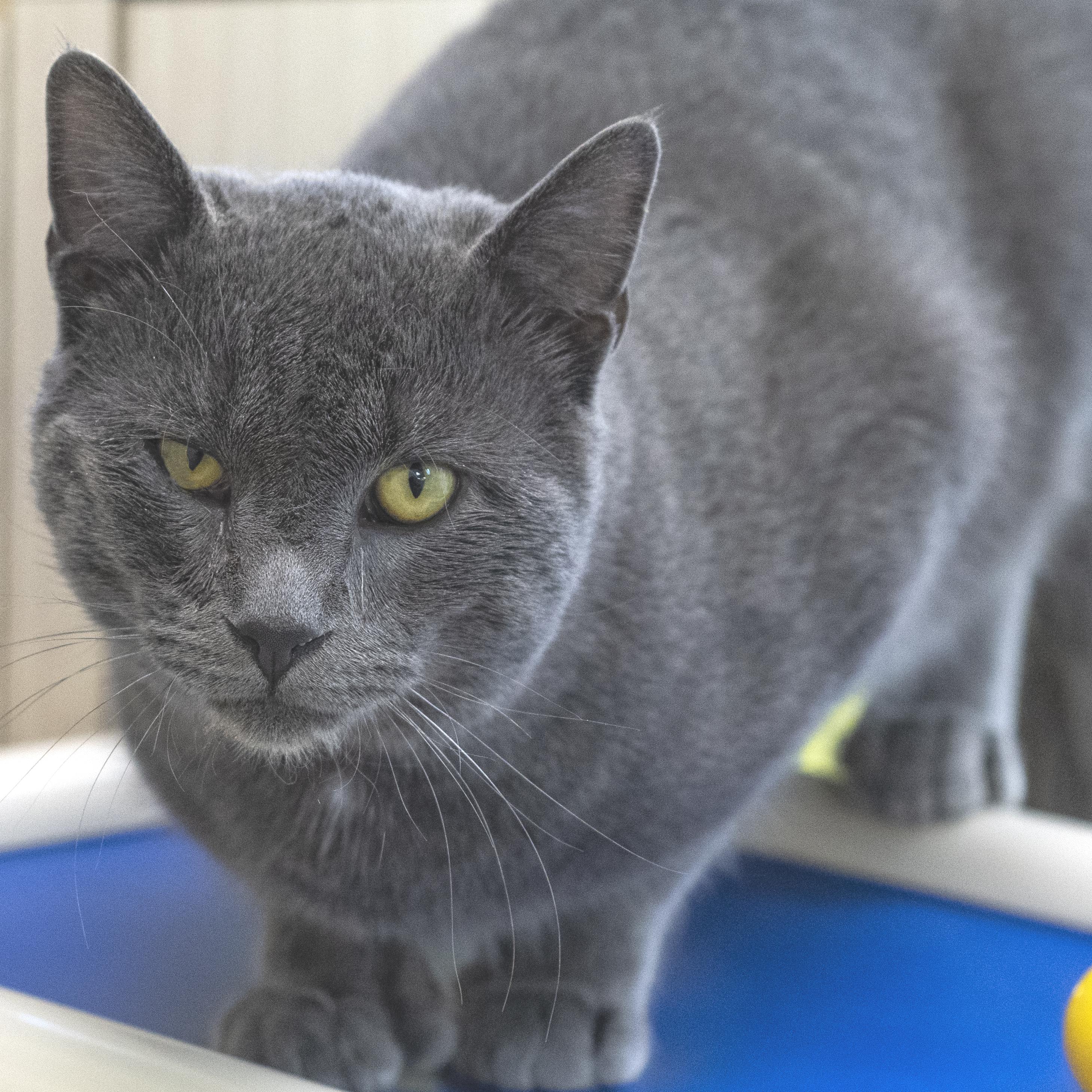 Lima Bean, ADOPTABLE, Adult Male Domestic Short Hair.