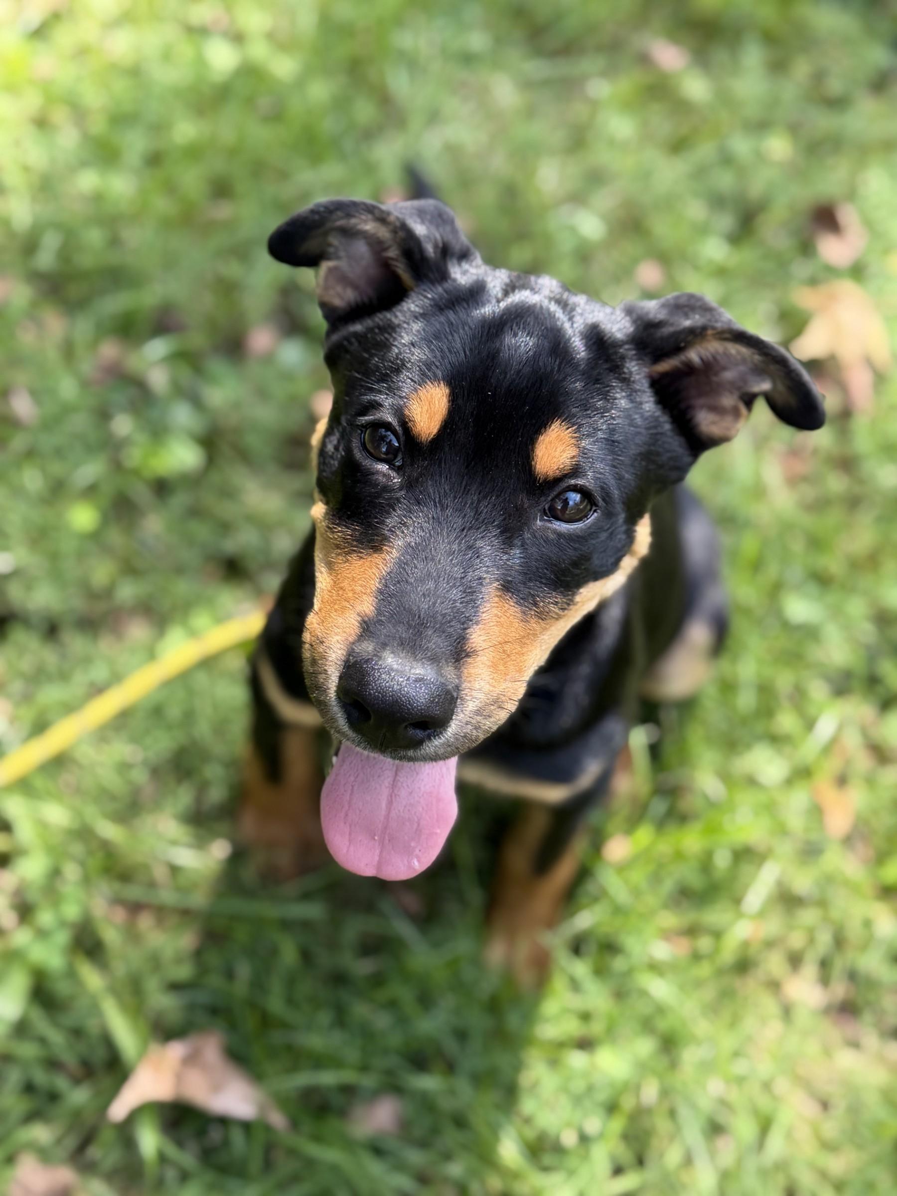 Rolo, Adoptable, Puppy Male Rottweiler.