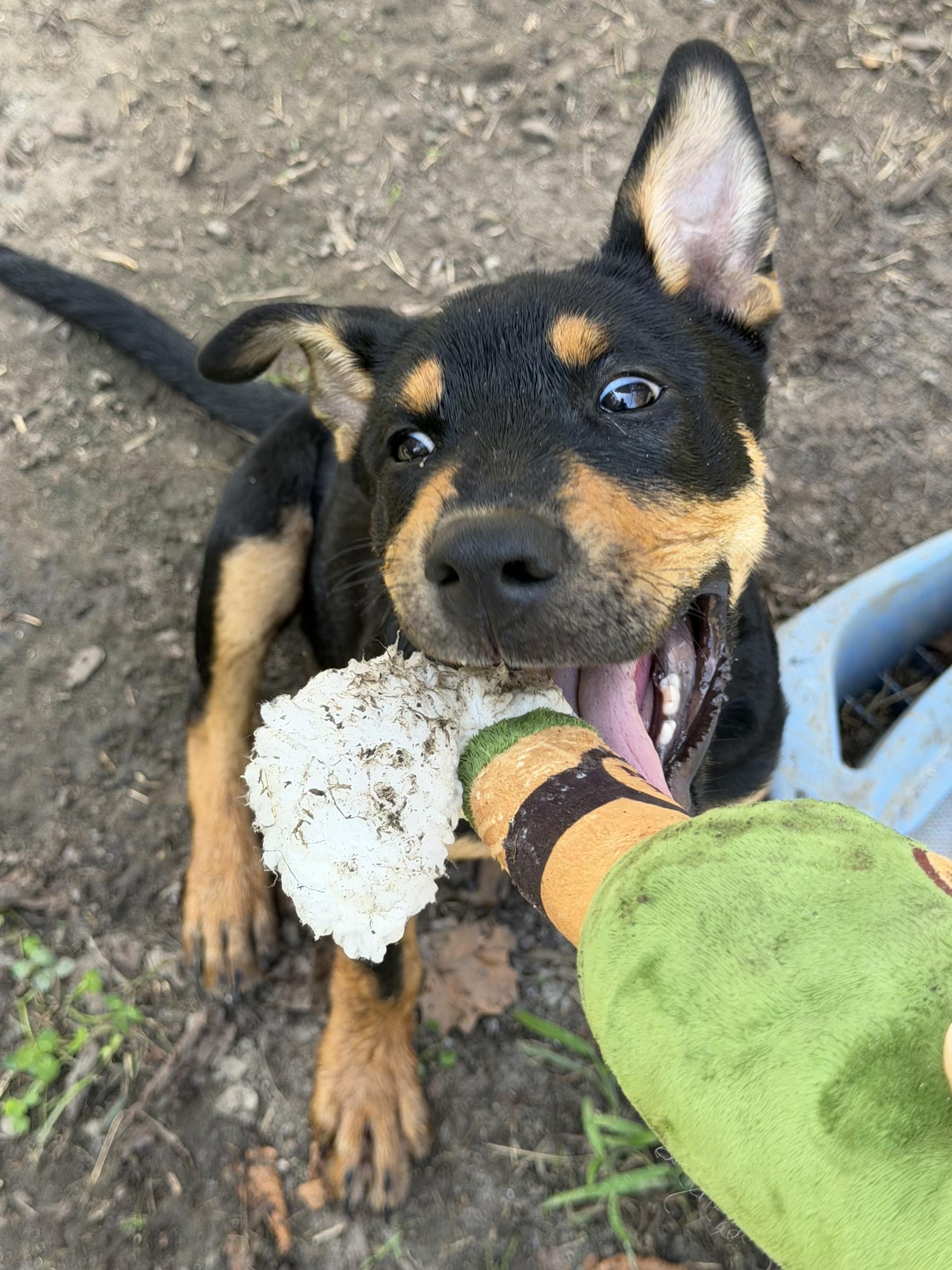 Enlarge Rolo, a Adoptable mixed breed in Petersburg, VA image 4/6