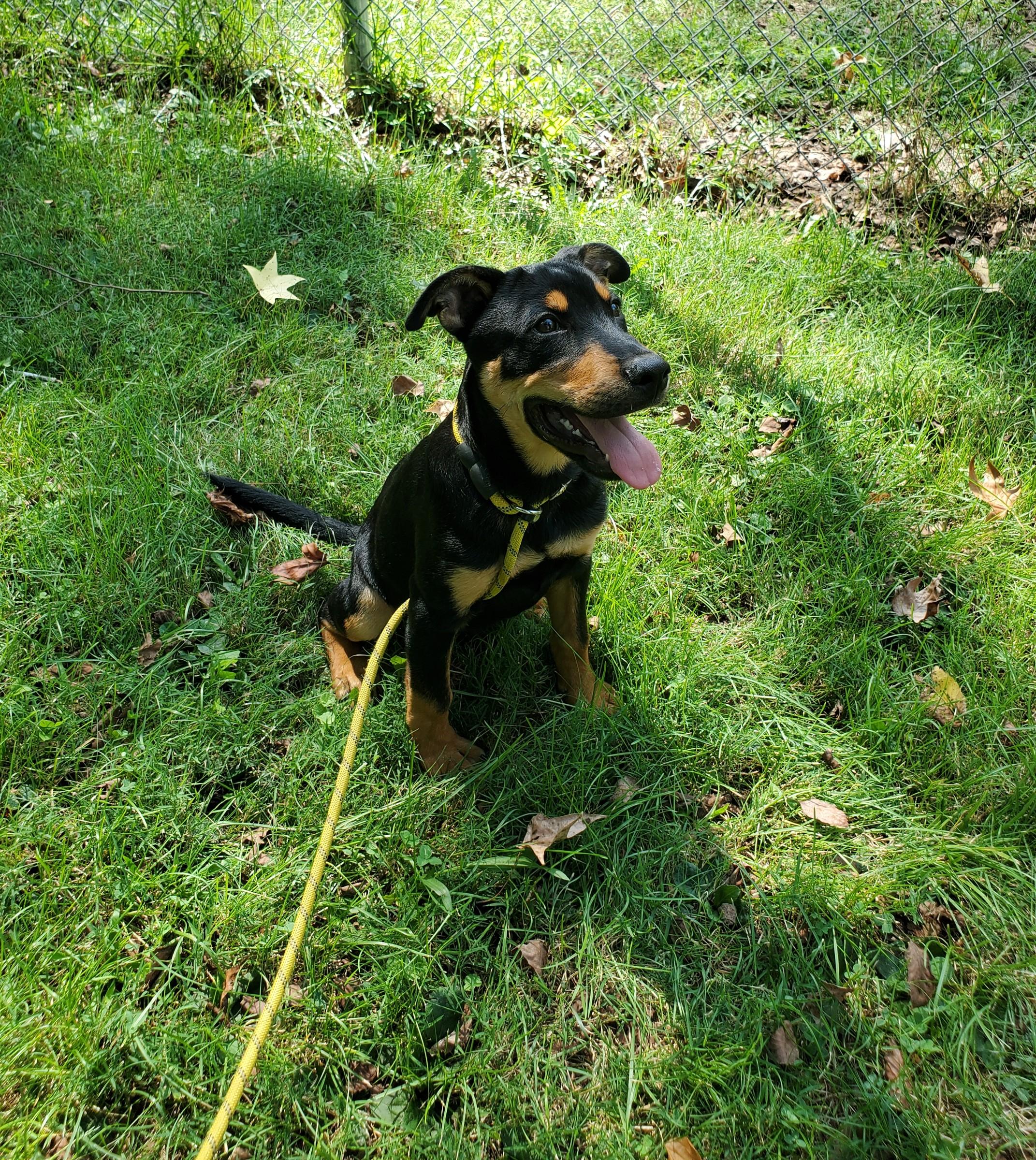 Enlarge Rolo, a Adoptable mixed breed in Petersburg, VA image 2/6