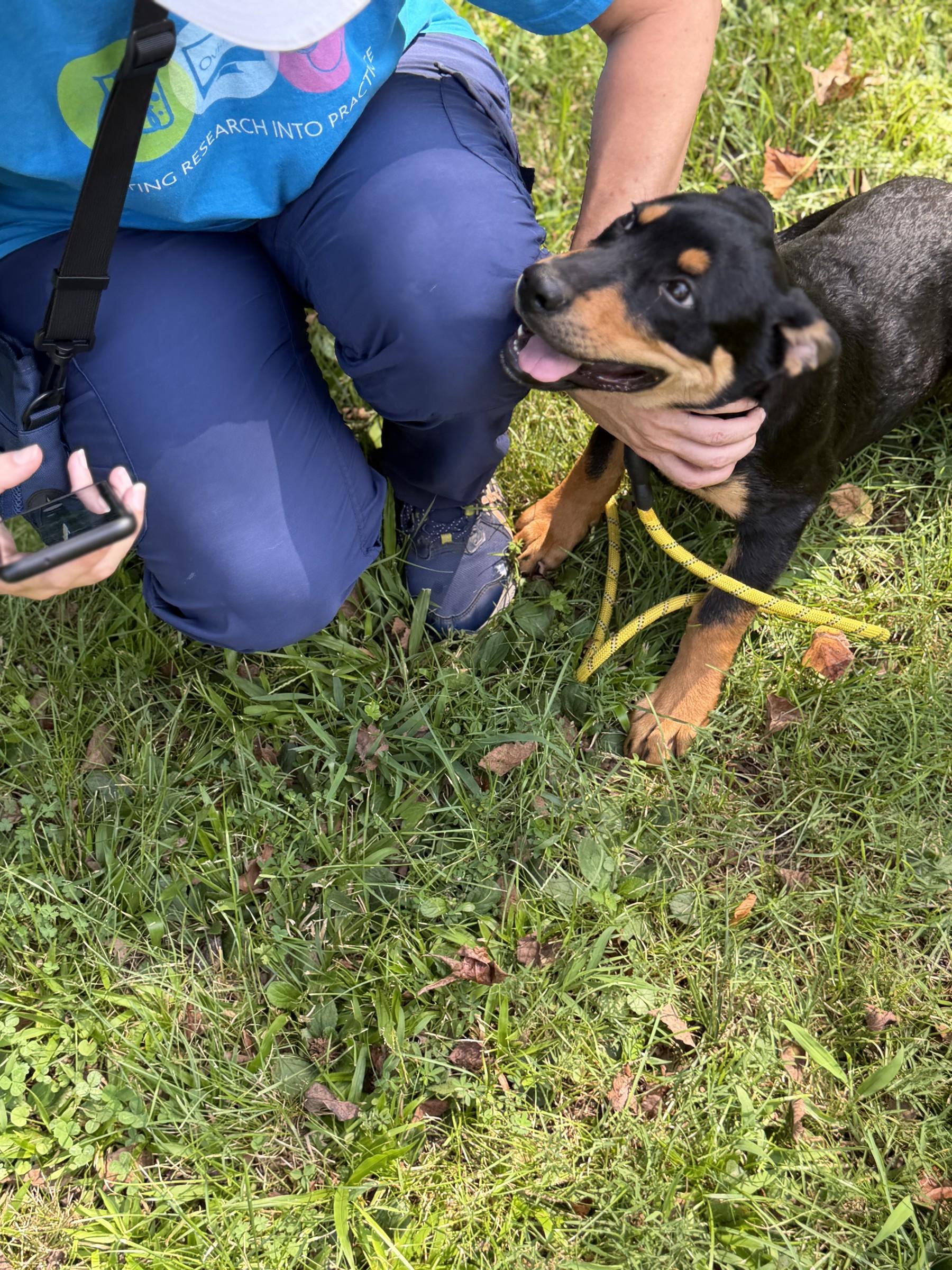 Enlarge Rolo, a Adoptable mixed breed in Petersburg, VA image 3/6