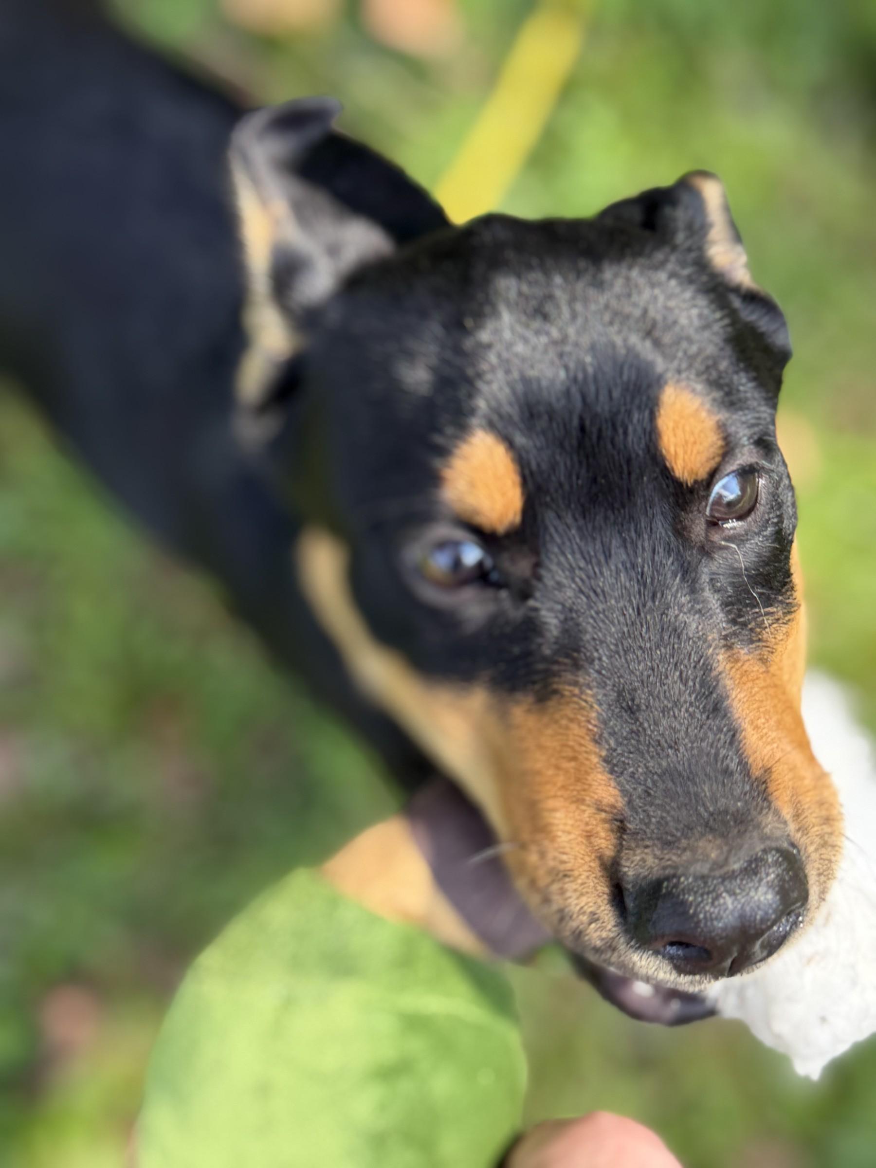 Enlarge Rolo, a Adoptable mixed breed in Petersburg, VA image 6/6